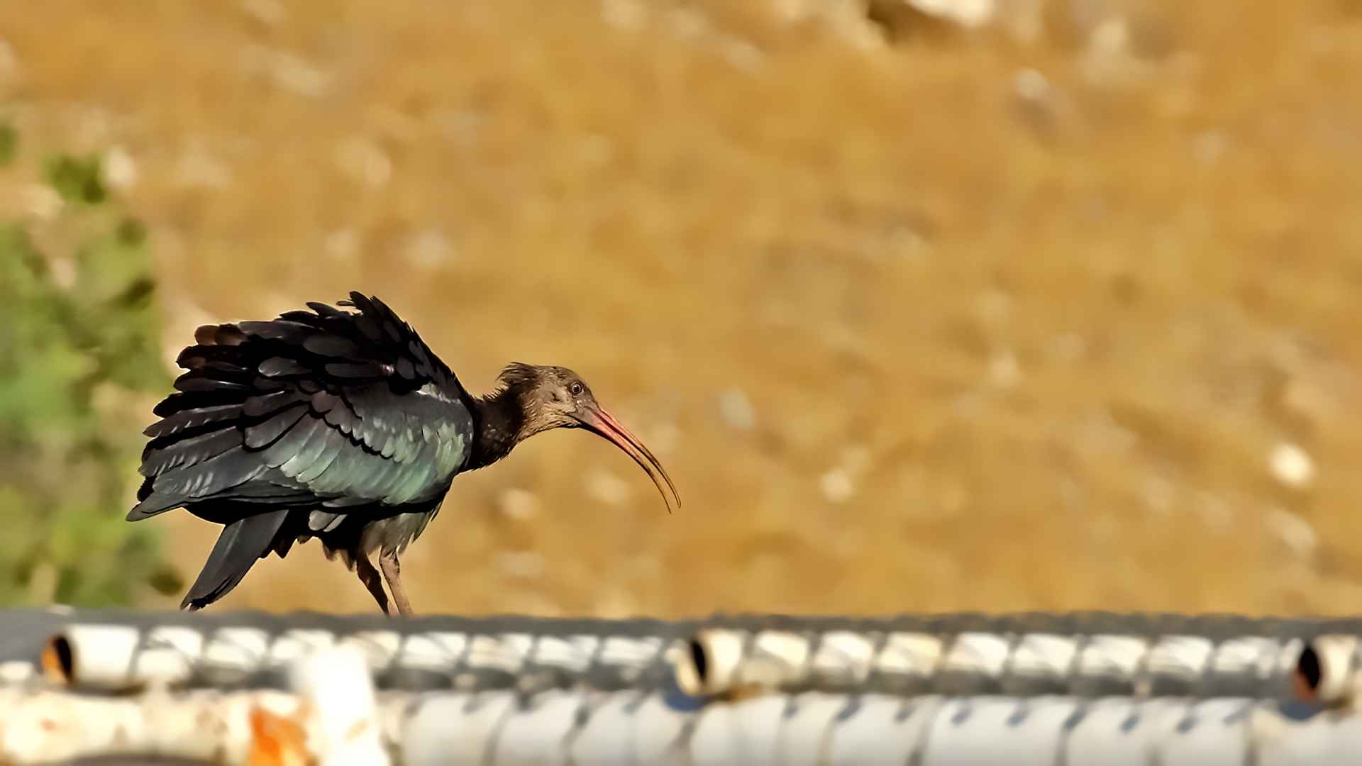 Kelaynak