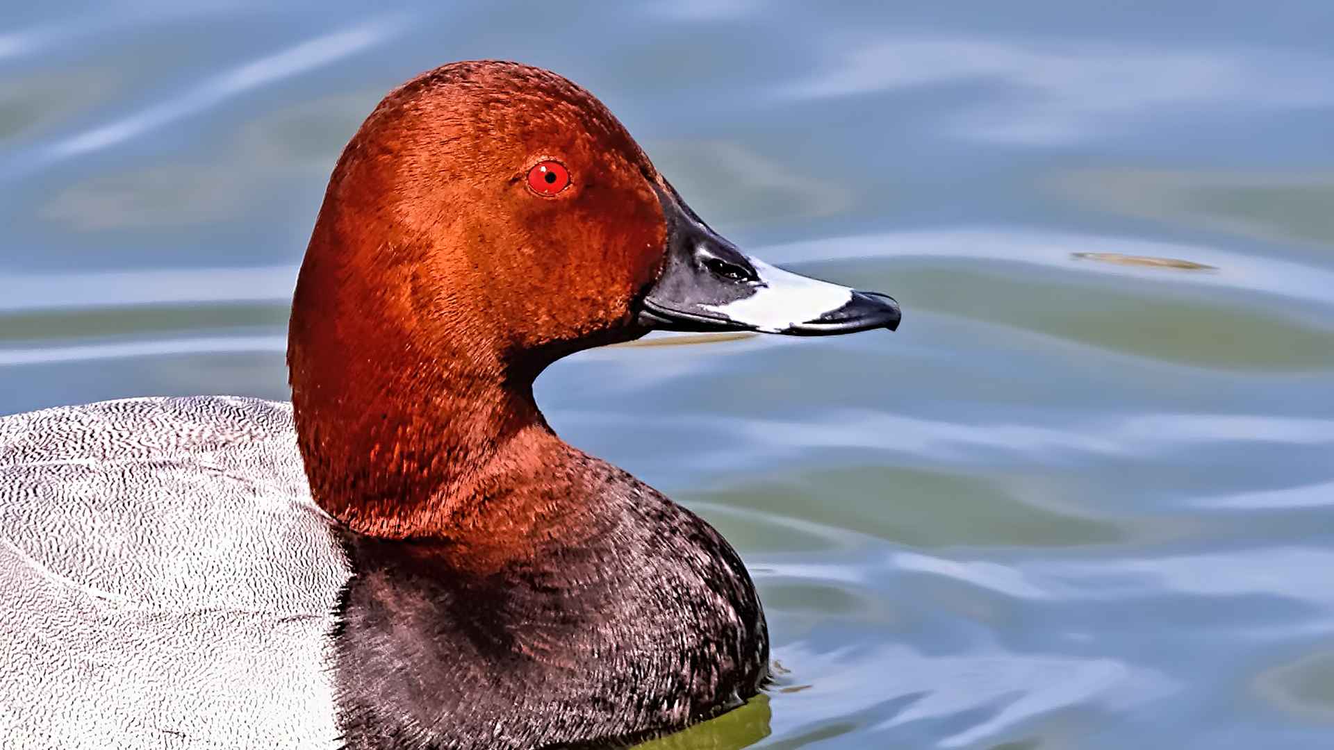 Common Pochard