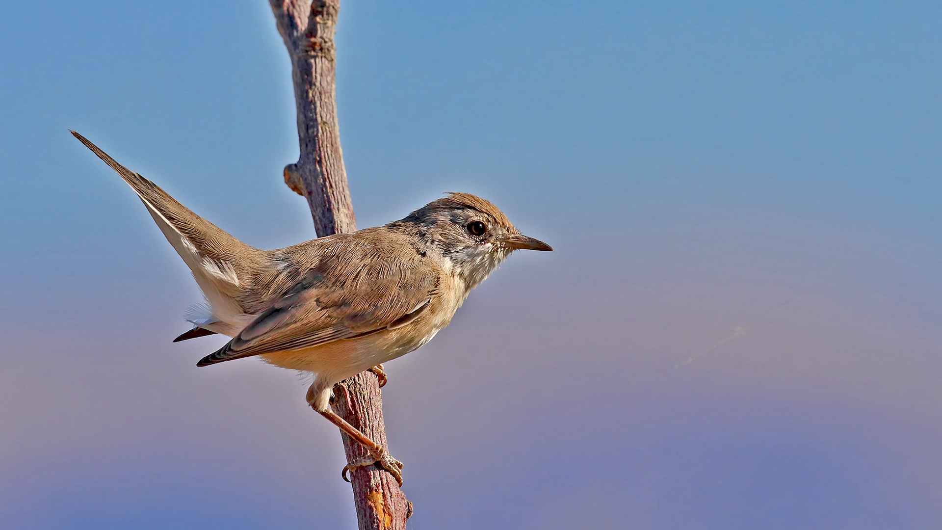 Greater Whitethroat