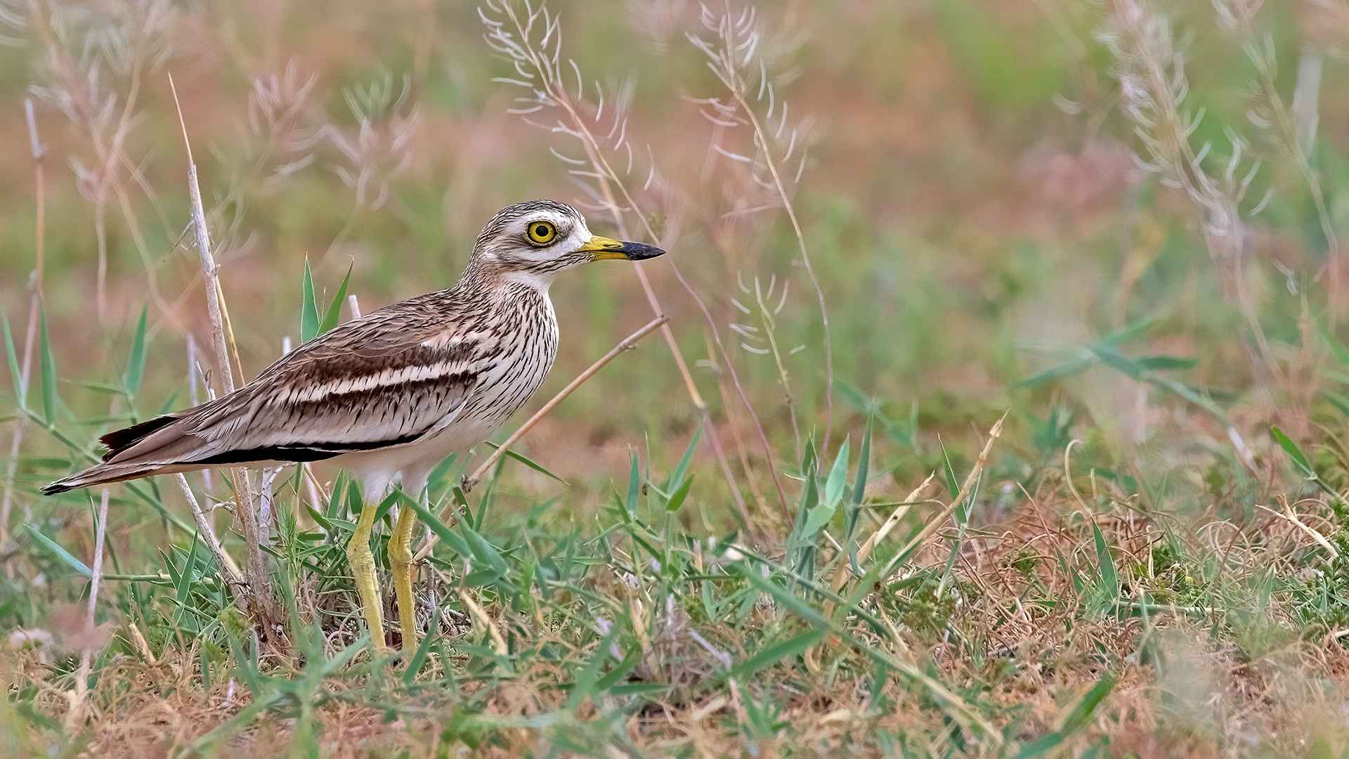 Eurasian Thick-knee