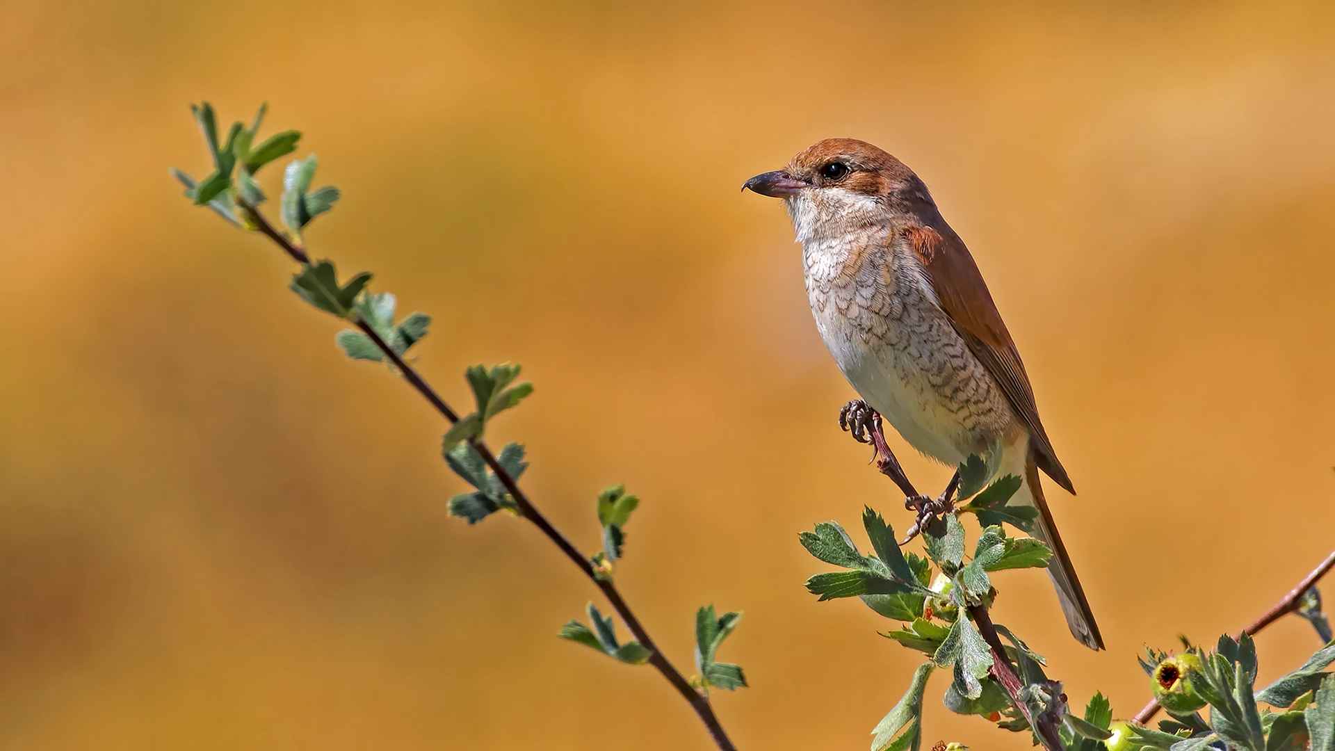 Kızılsırtlı örümcekkuşu