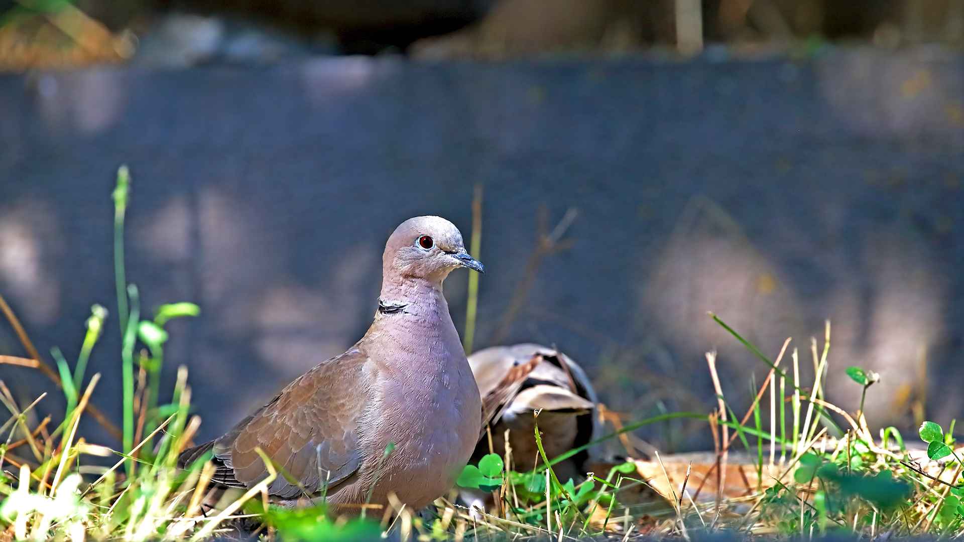 Kumru