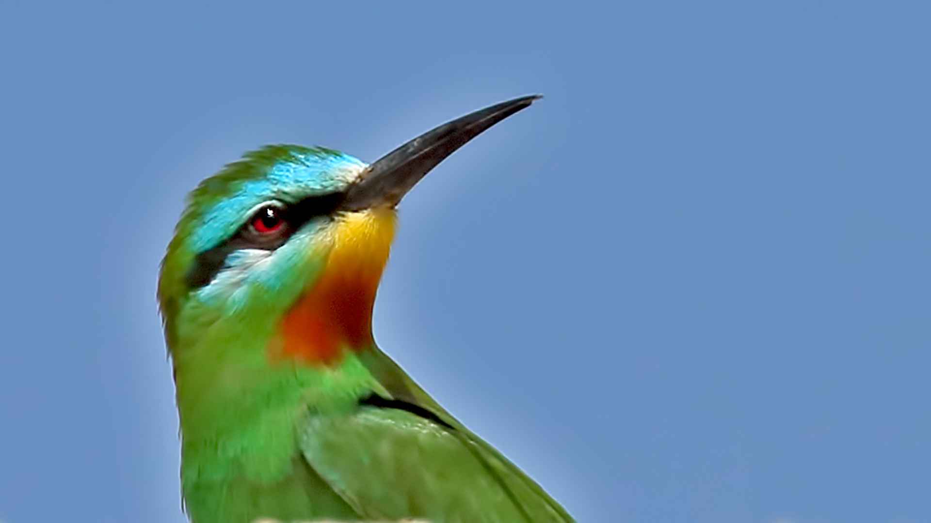 Yeşil arıkuşu