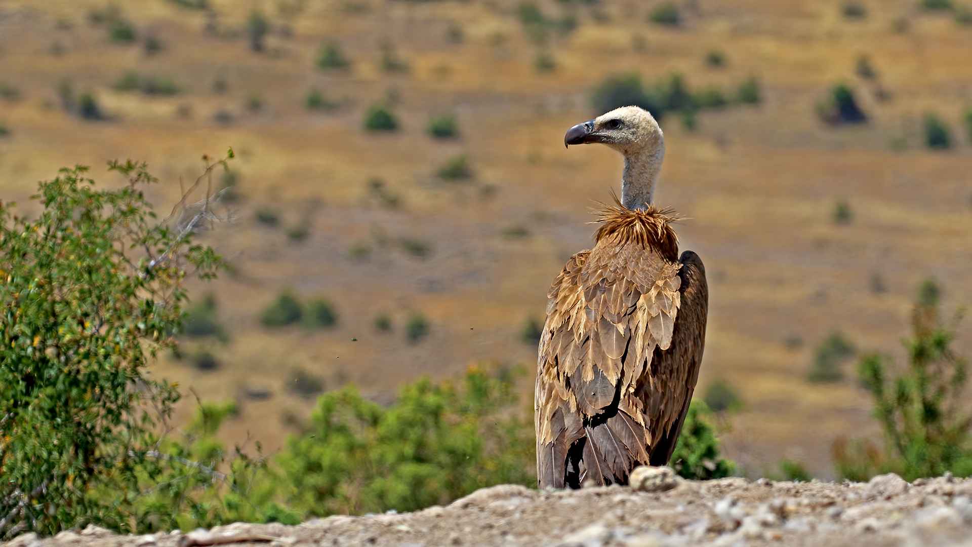Eurasian Griffon