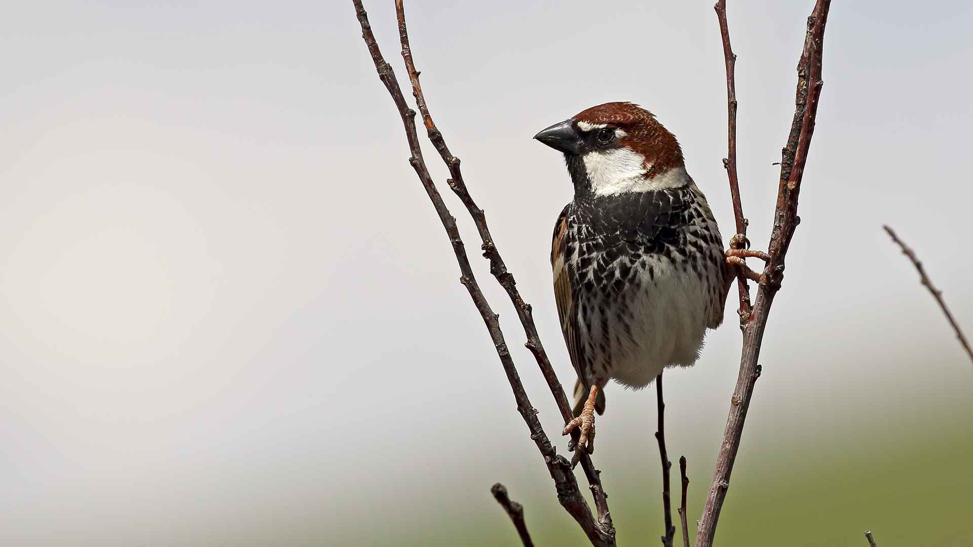 Spanish Sparrow