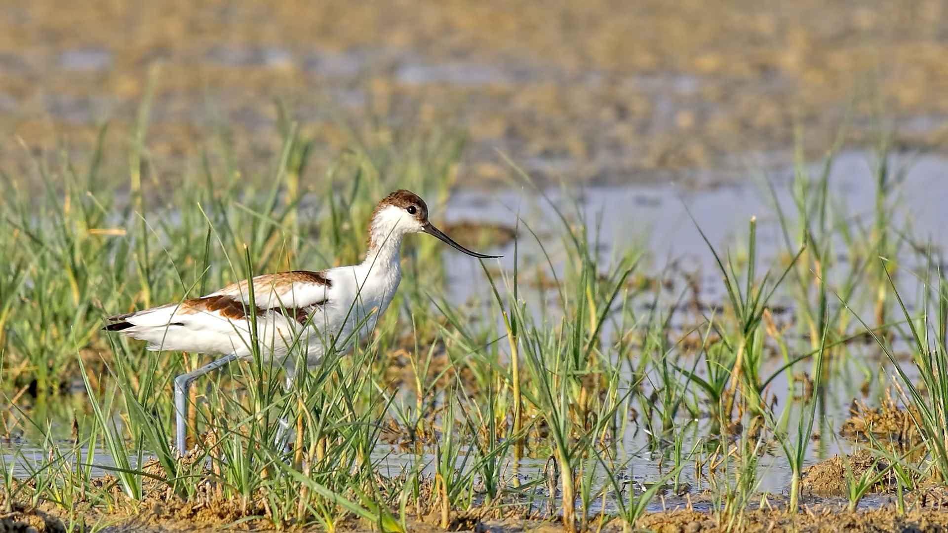 Pied Avocet