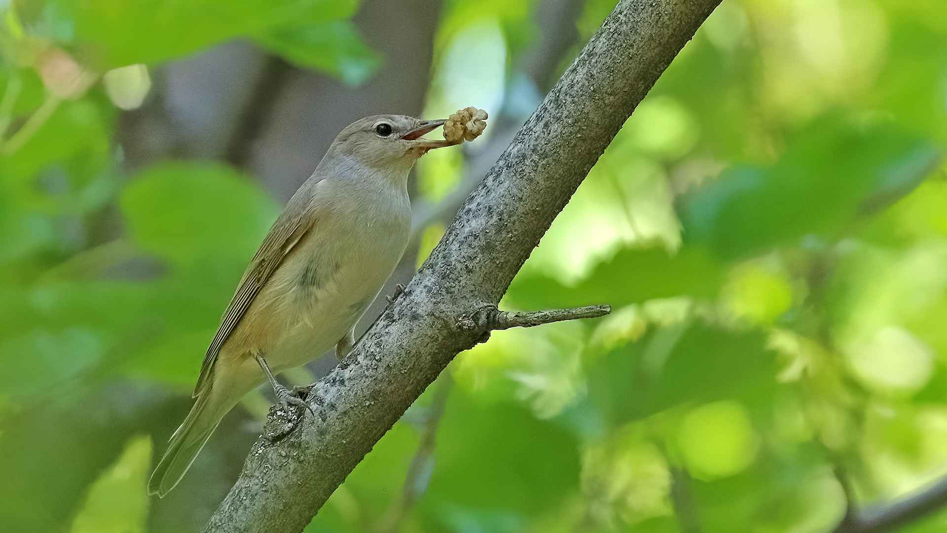 Garden Warbler