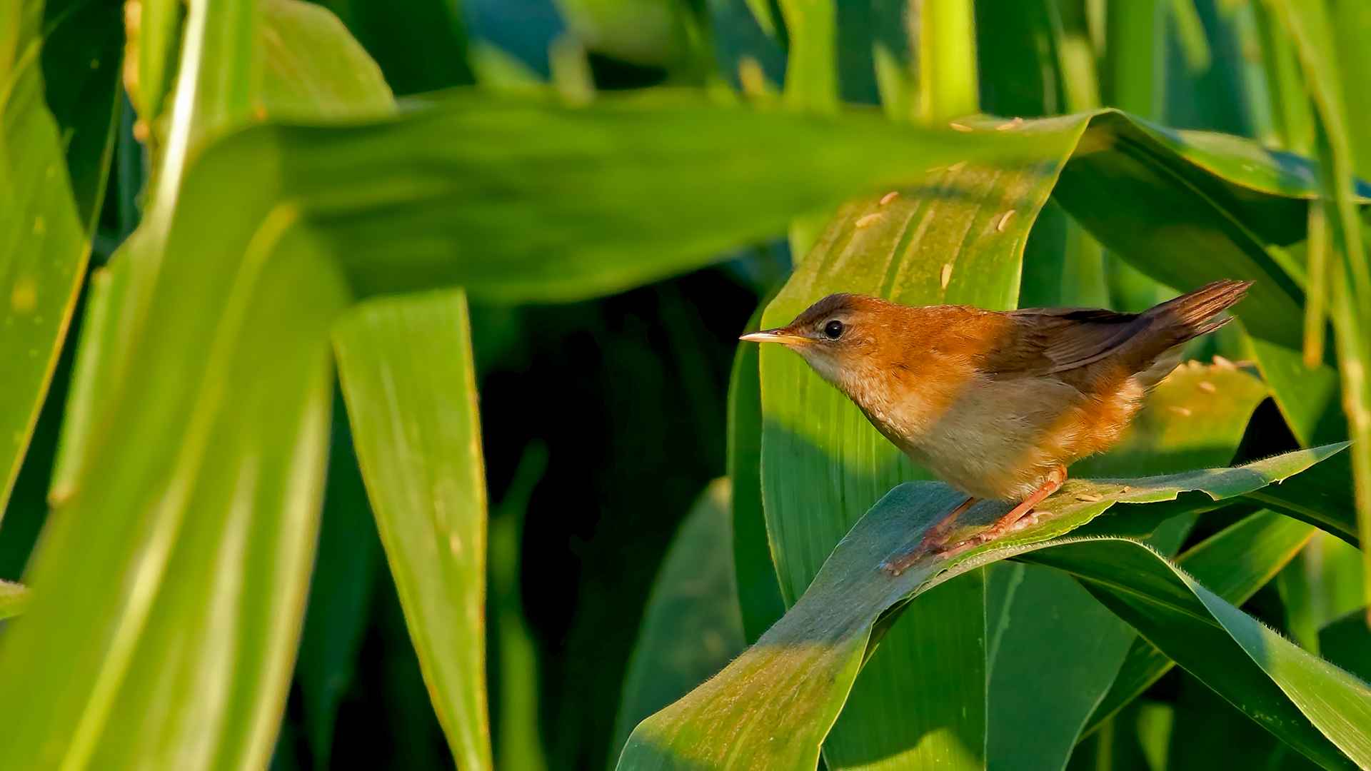 Savi's Warbler
