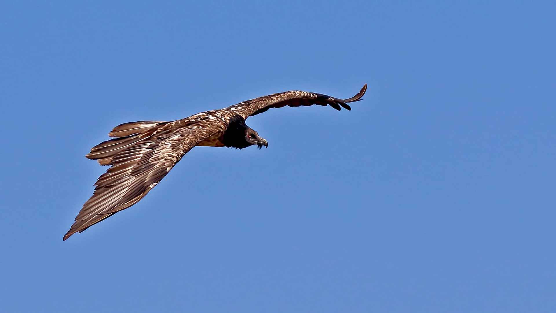 Bearded Vulture