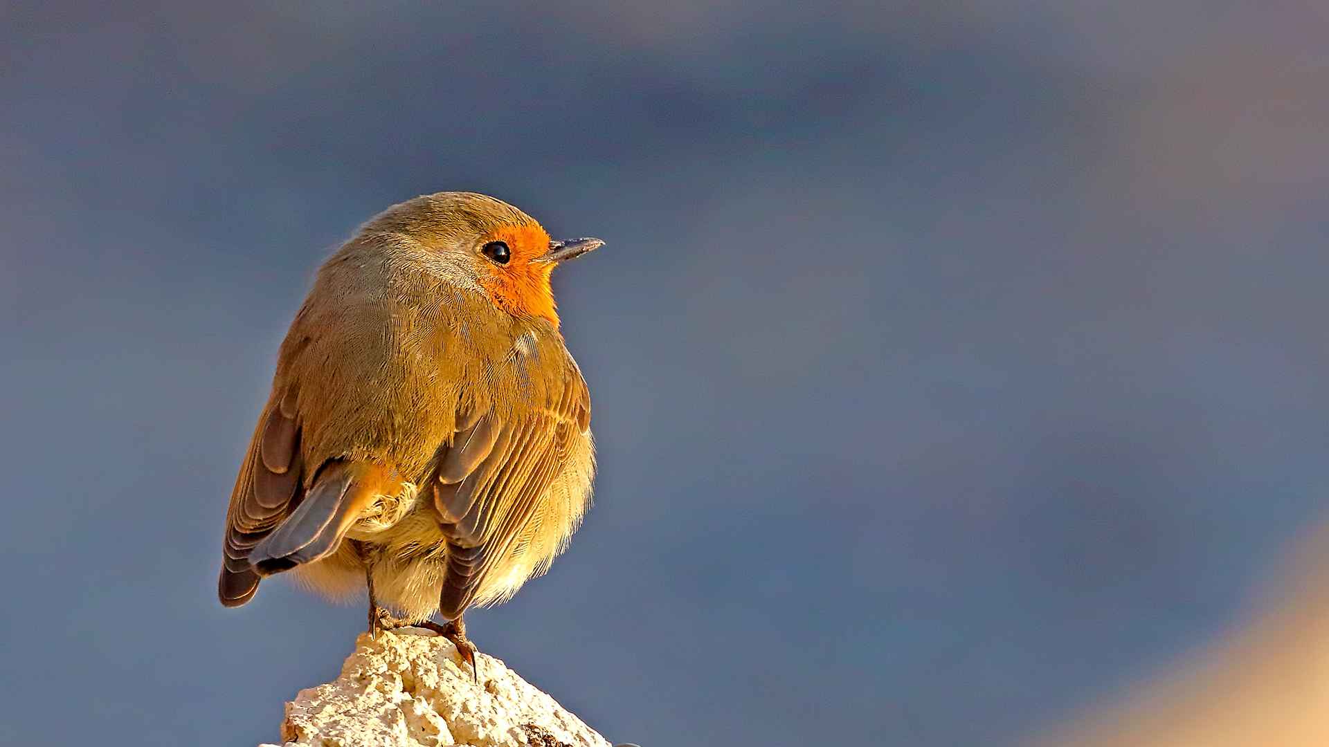 European Robin