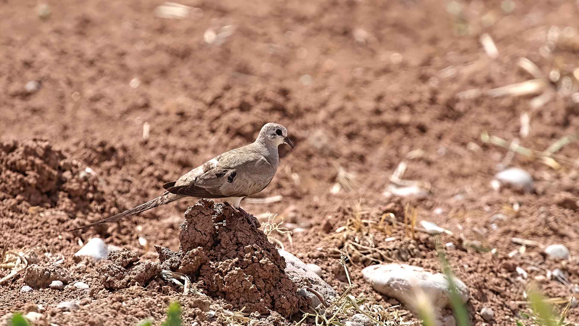 Namaqua Dove