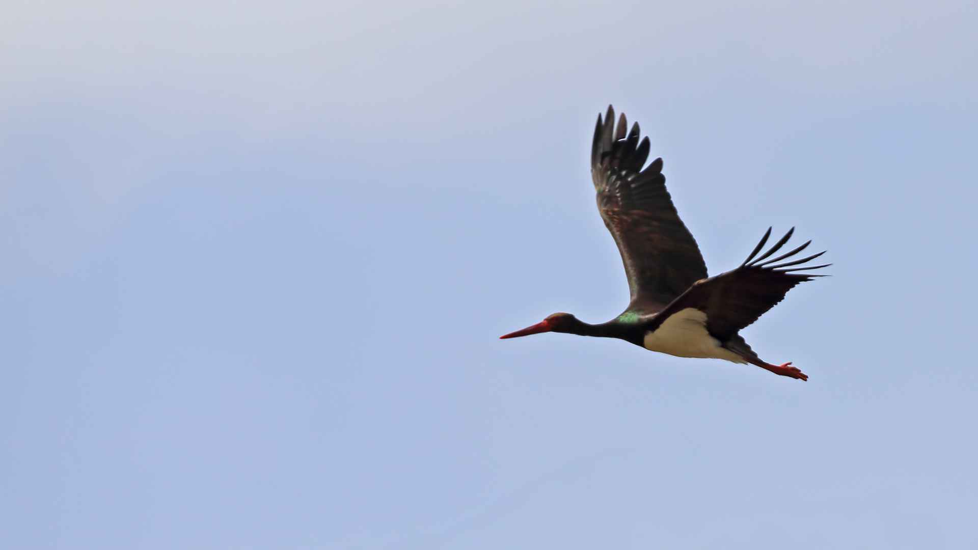 Black Stork
