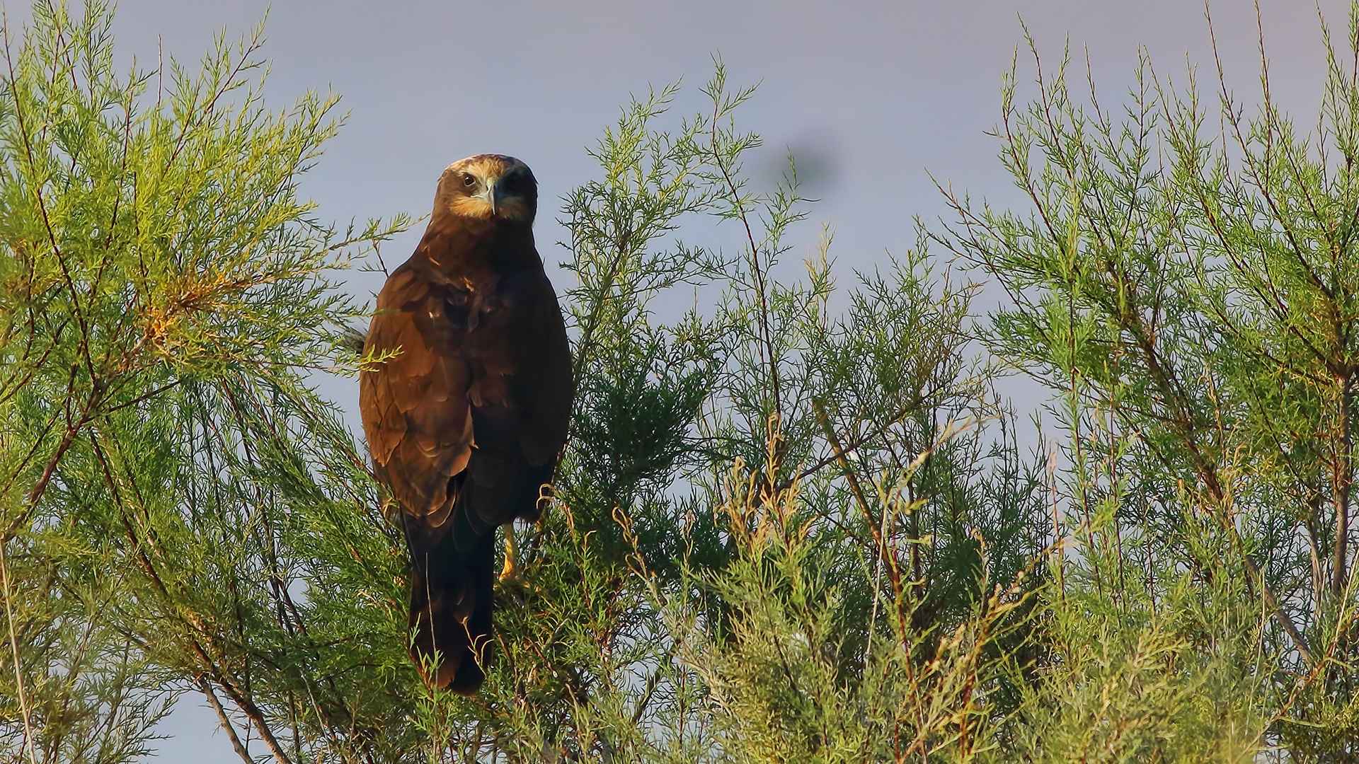 Eurasian Marsh-Harrier