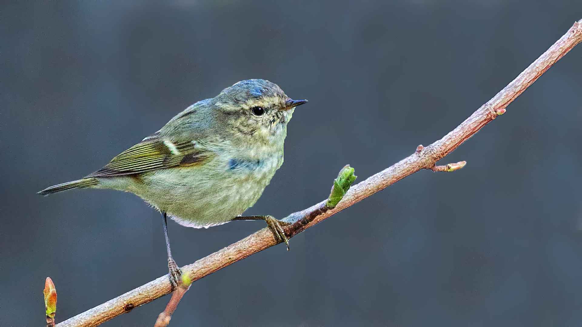 Hume's Warbler