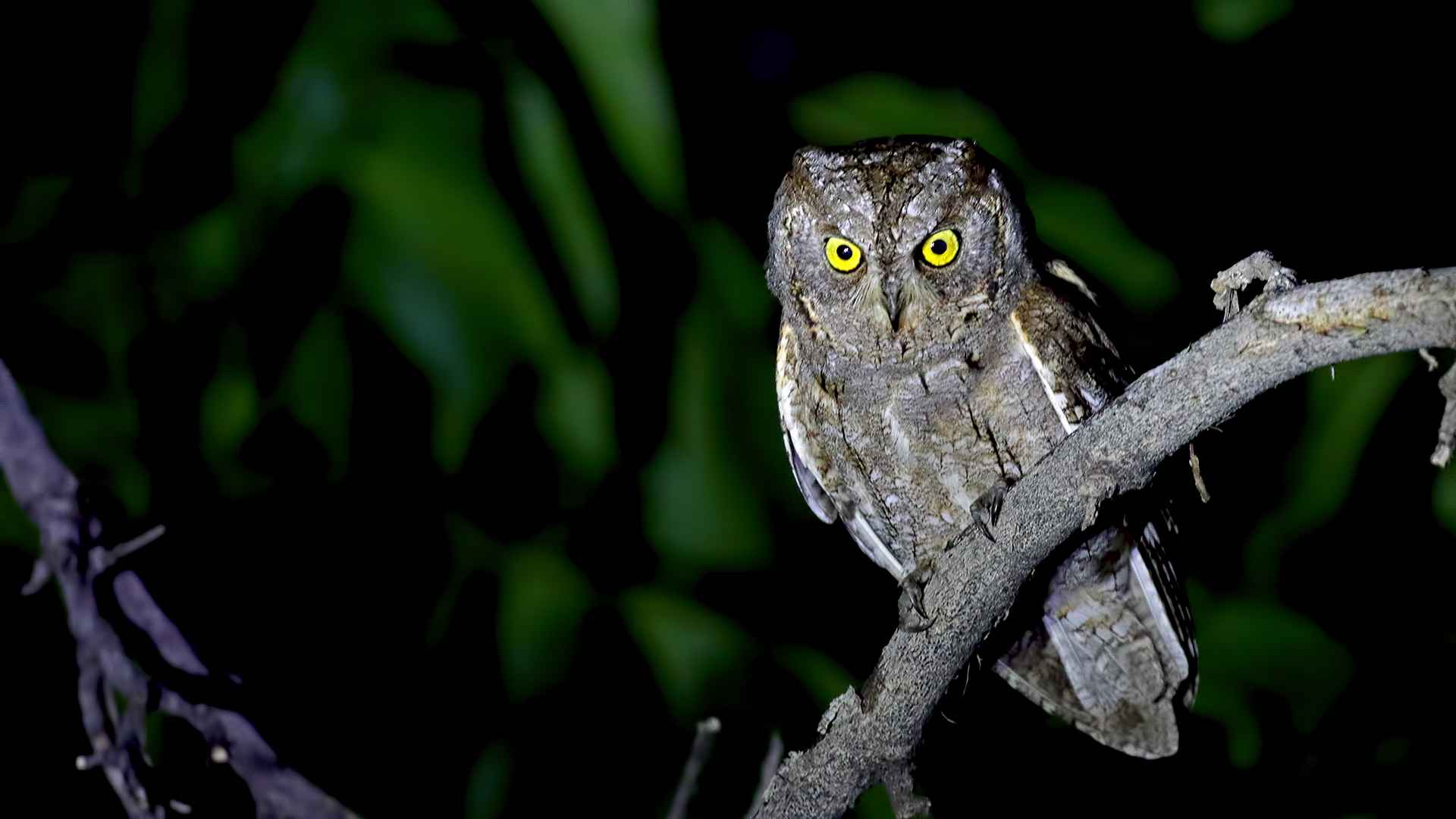 Eurasian Scops-Owl