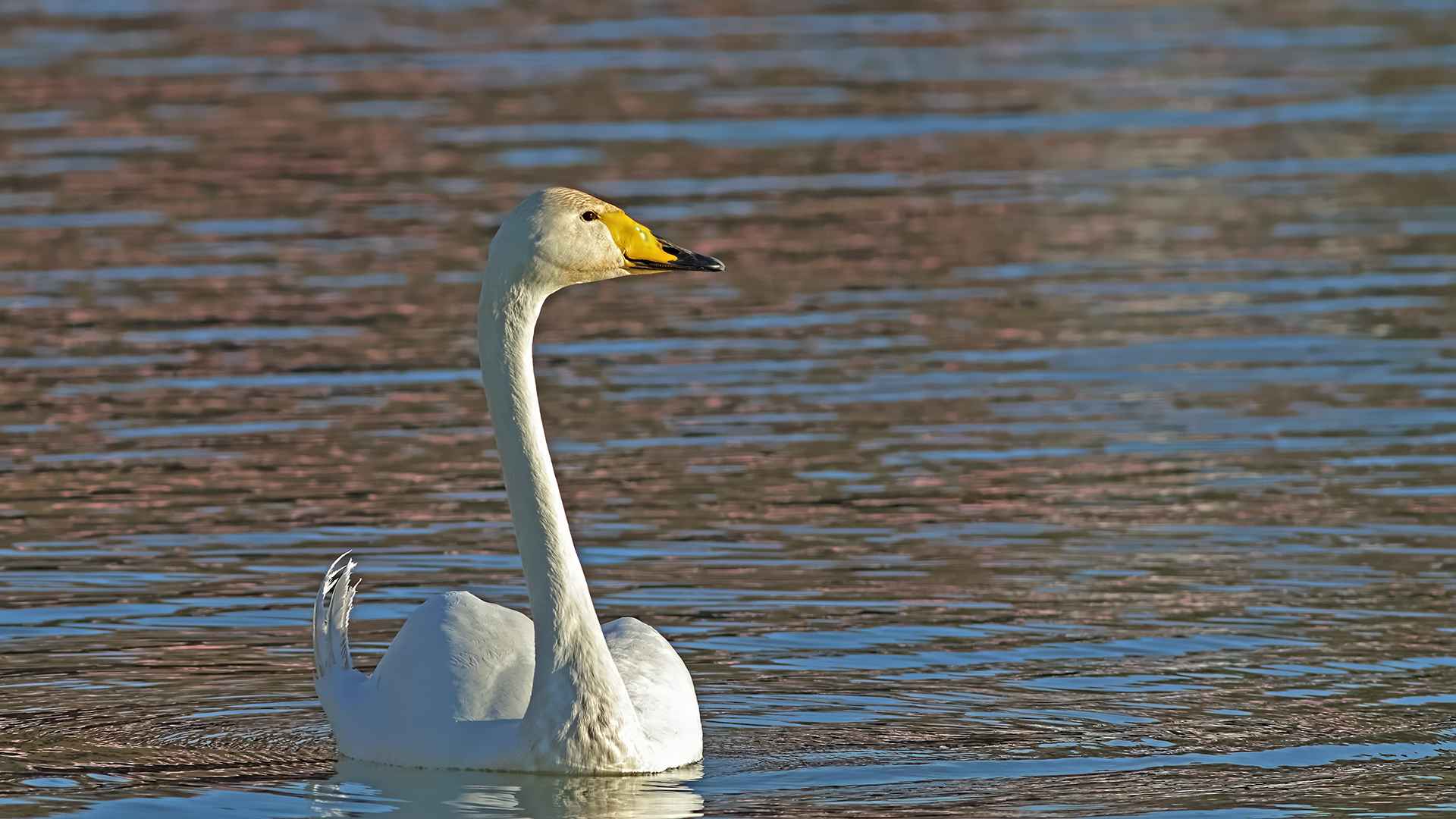 Whooper Swan