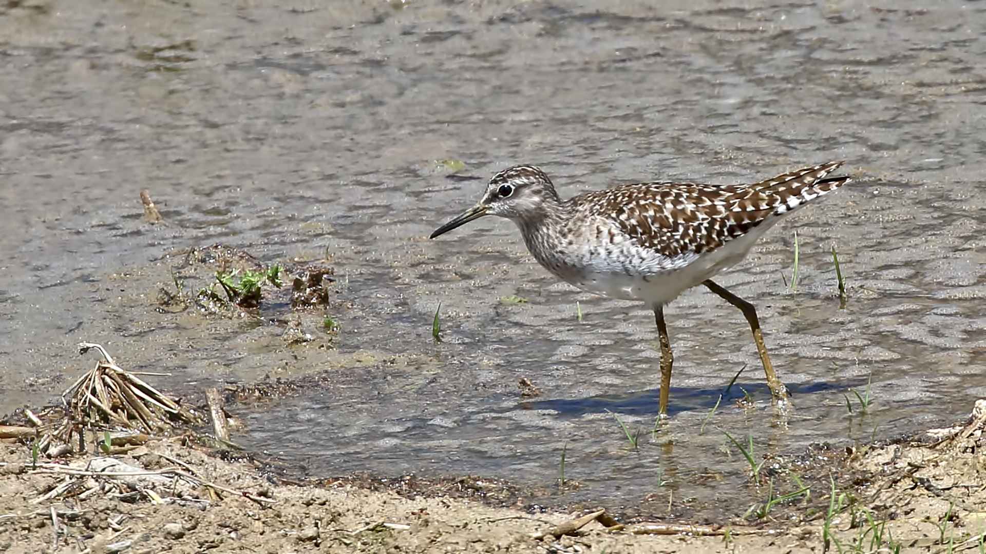 Common Greenshank