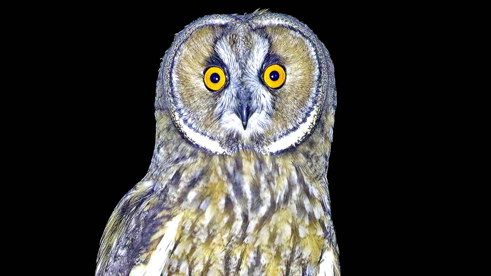 Long-eared Owl