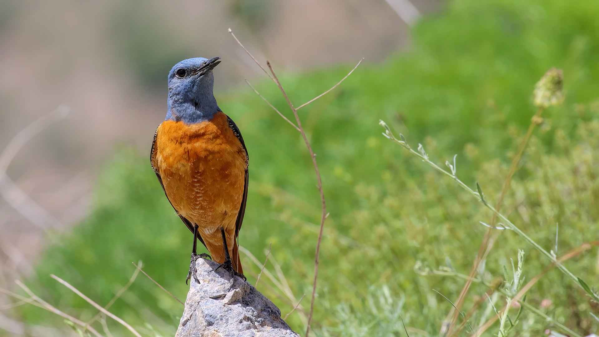 Taşkızılı