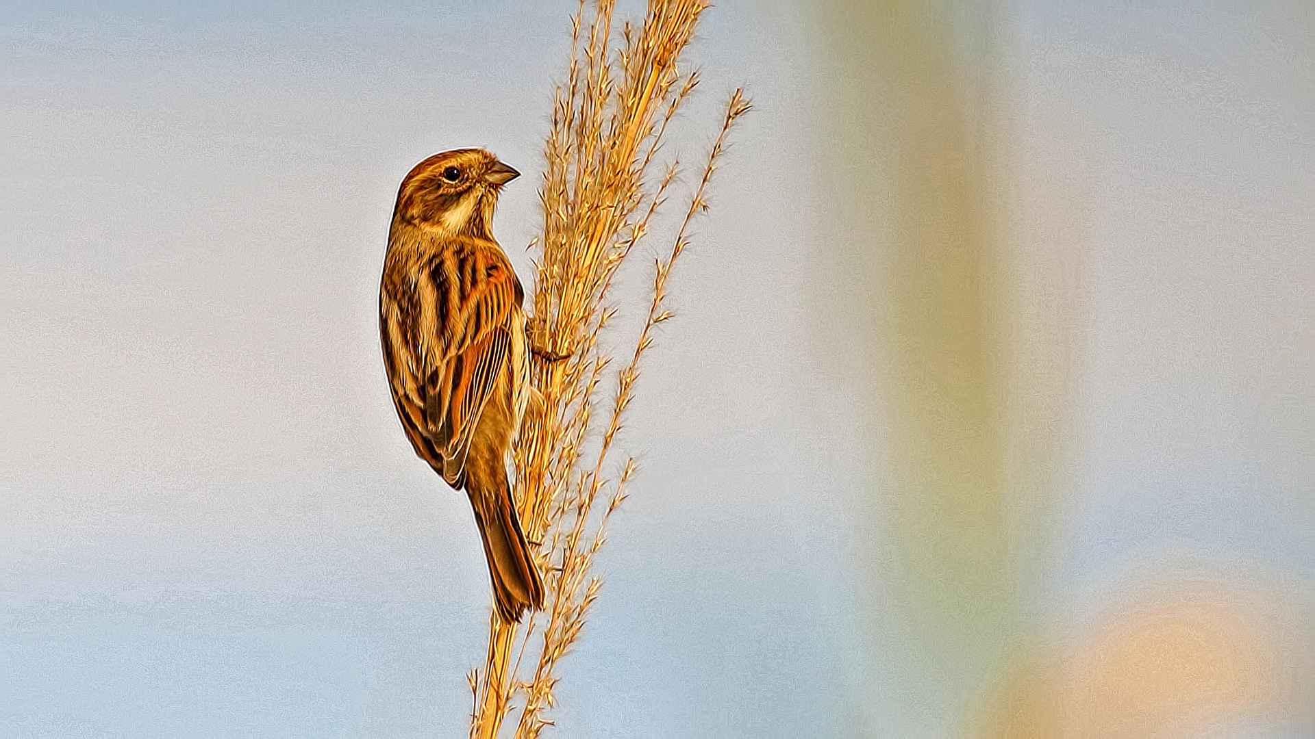 Reed Bunting