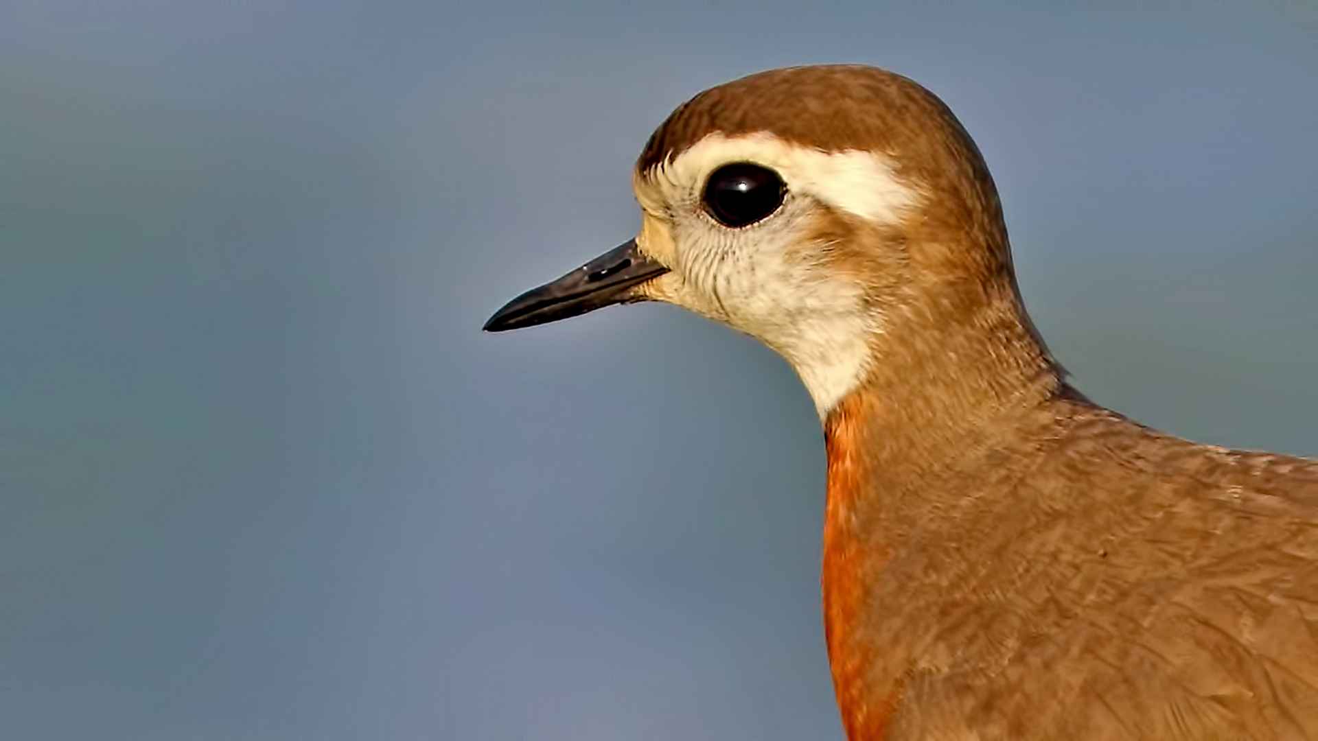 Caspian Plover