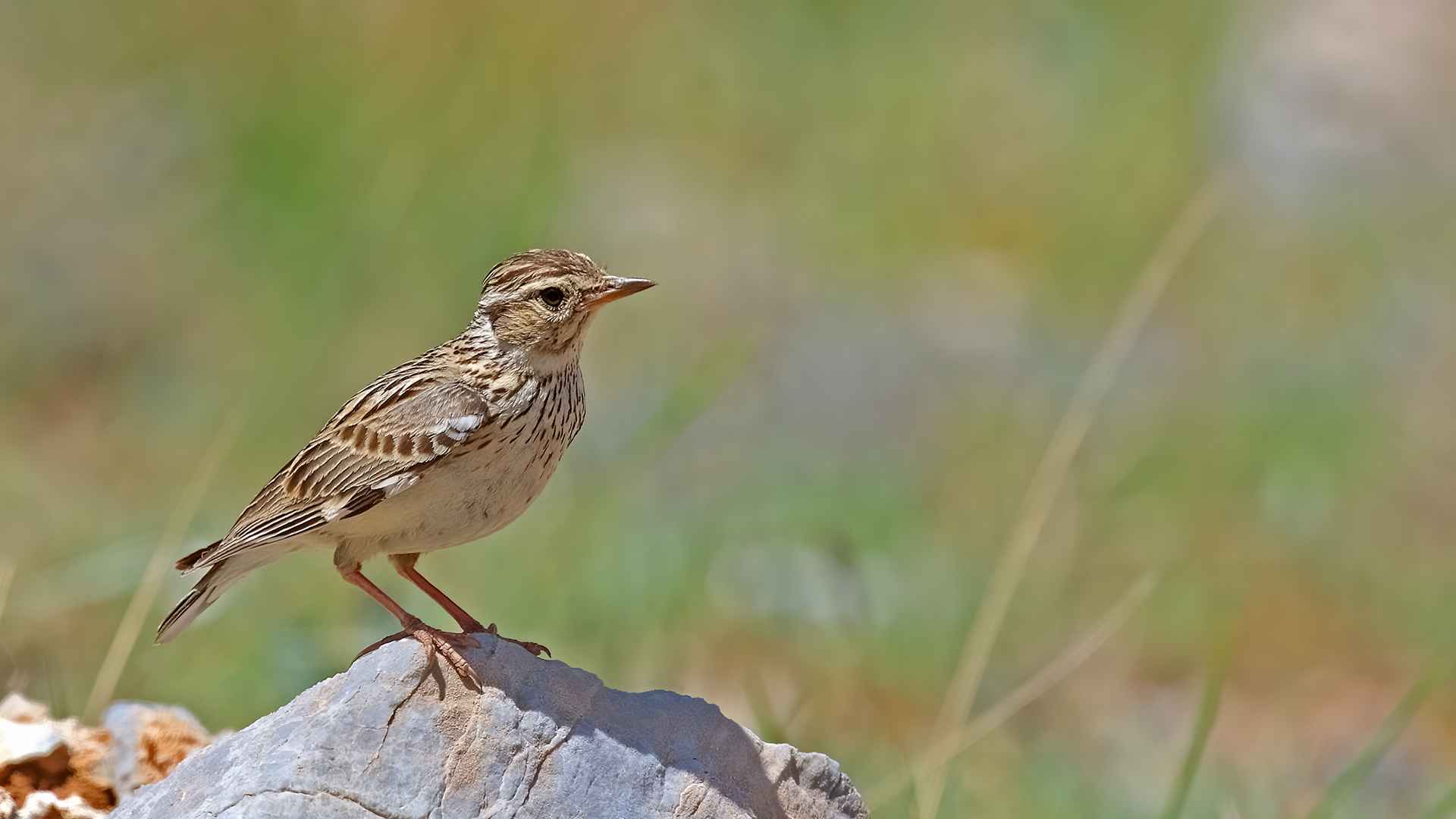 Wood Lark
