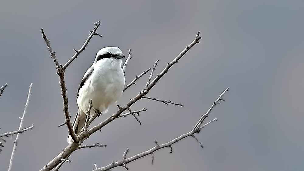 Great Gray Shrike