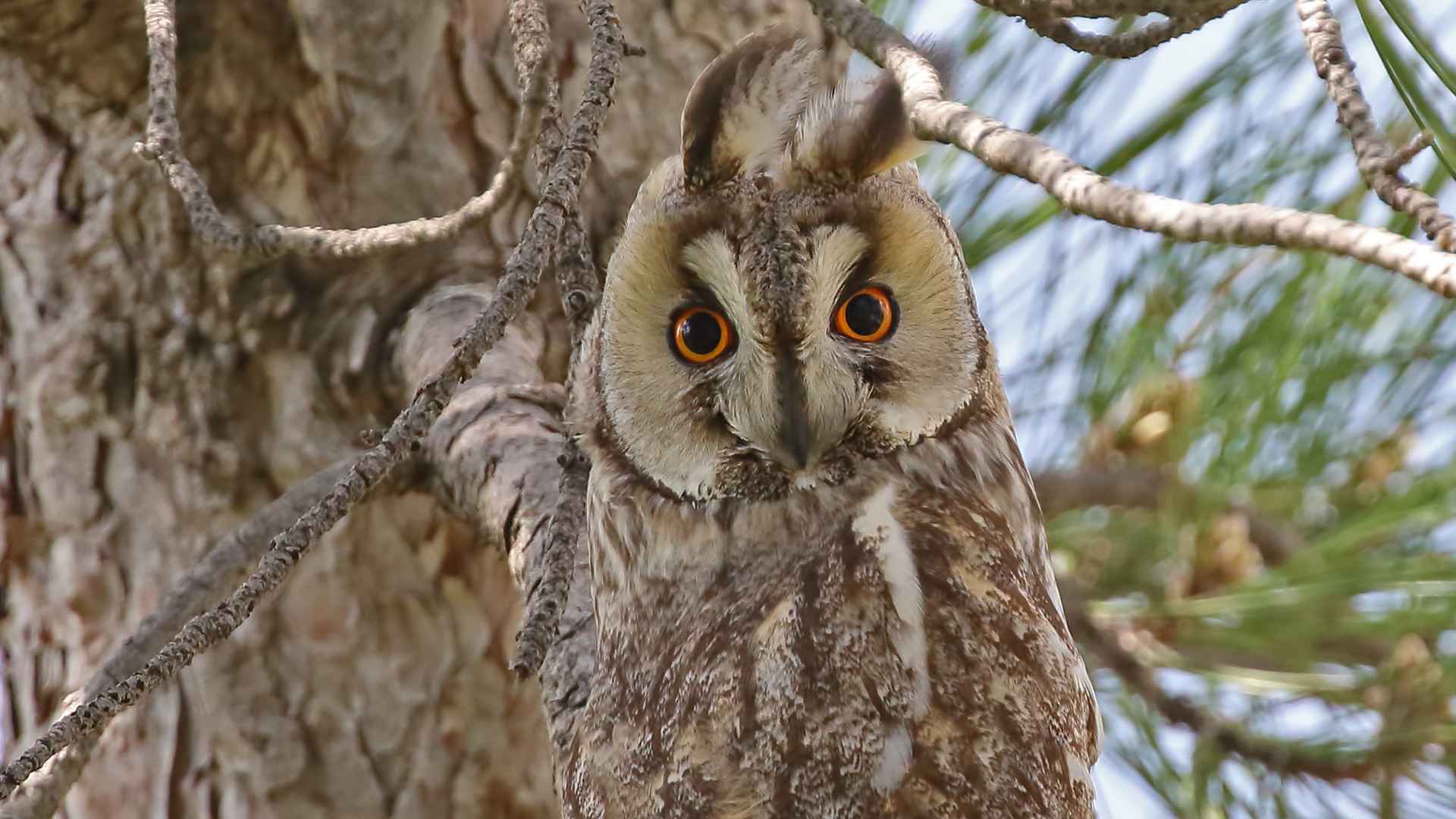 Long-eared Owl