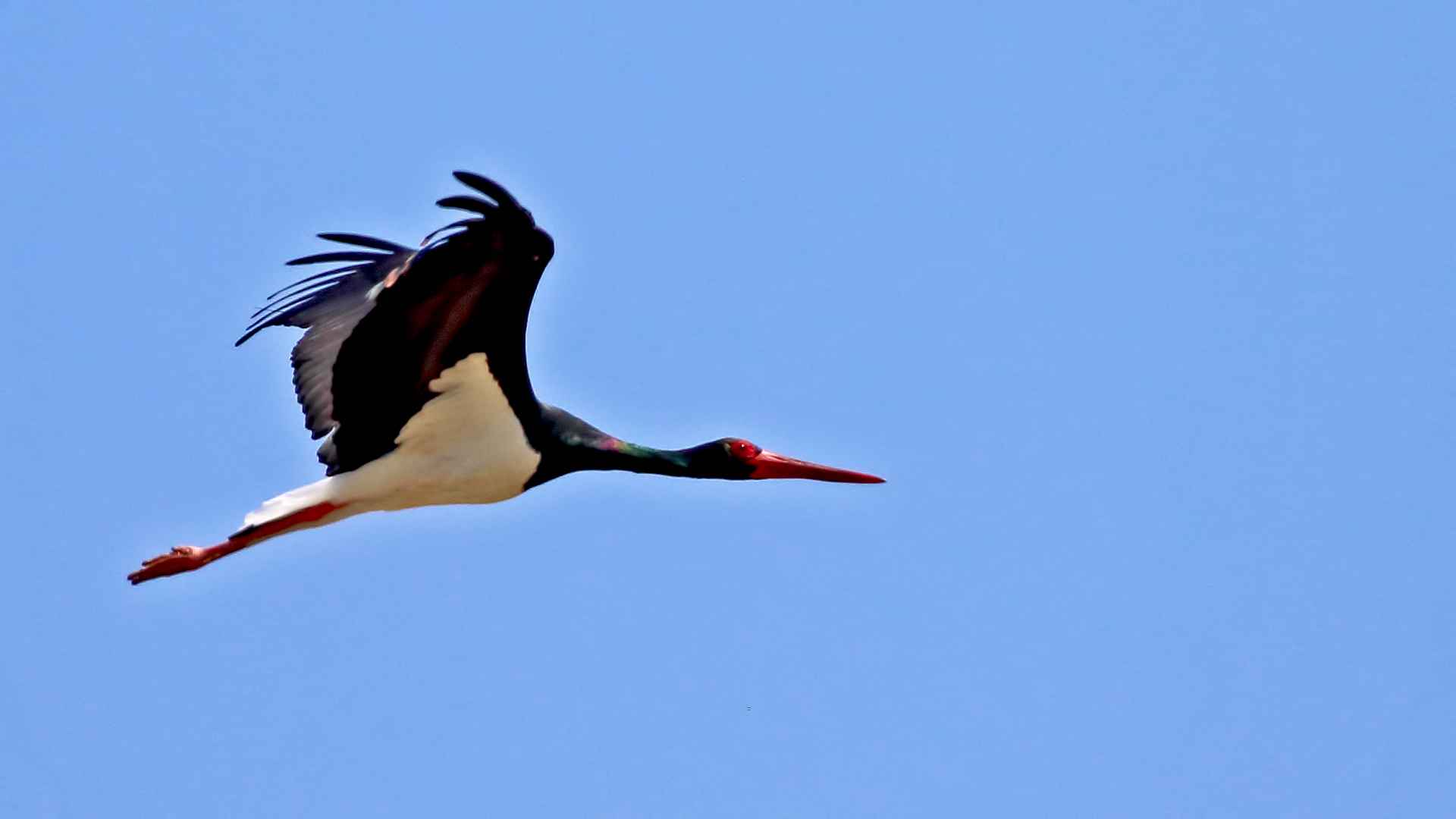 Black Stork