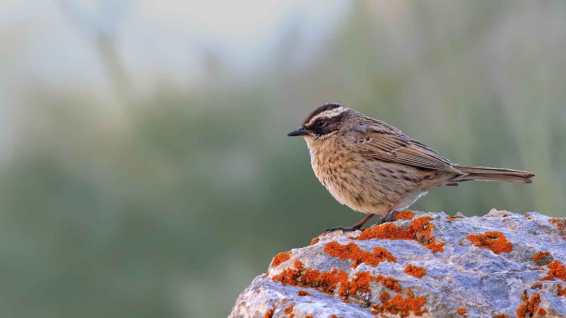 Radde's Accentor