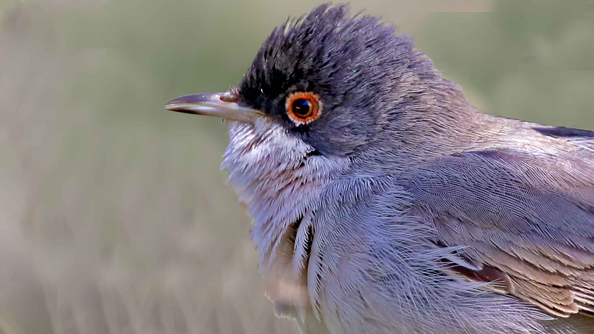 Menetries's Warbler