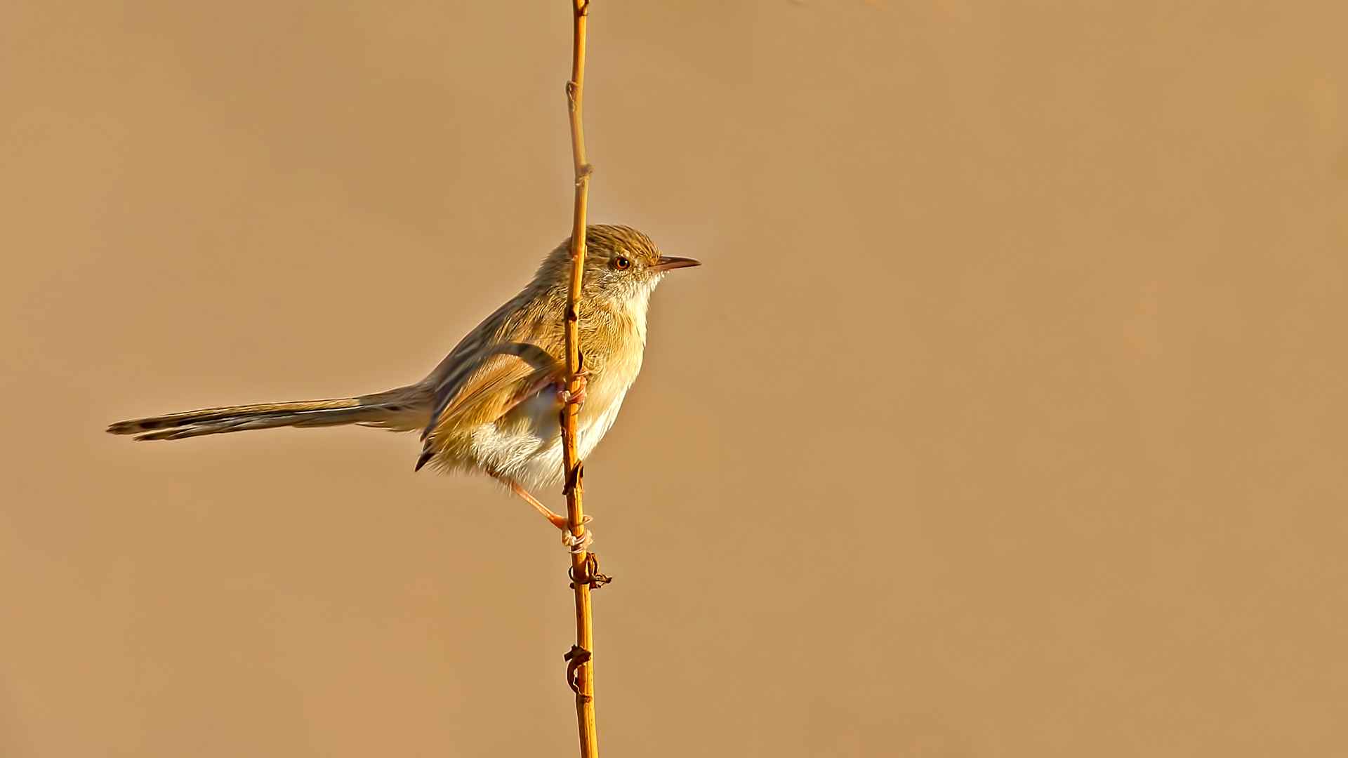 Graceful Prinia
