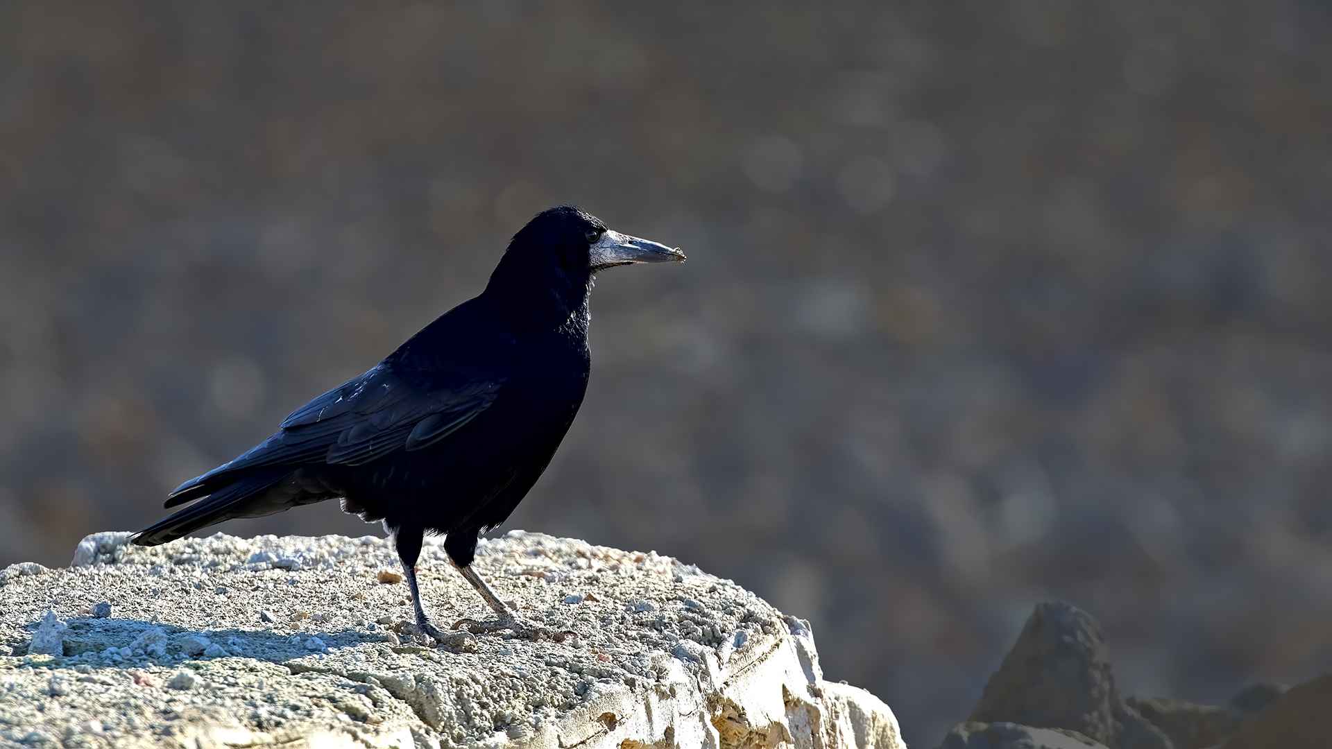 Rook