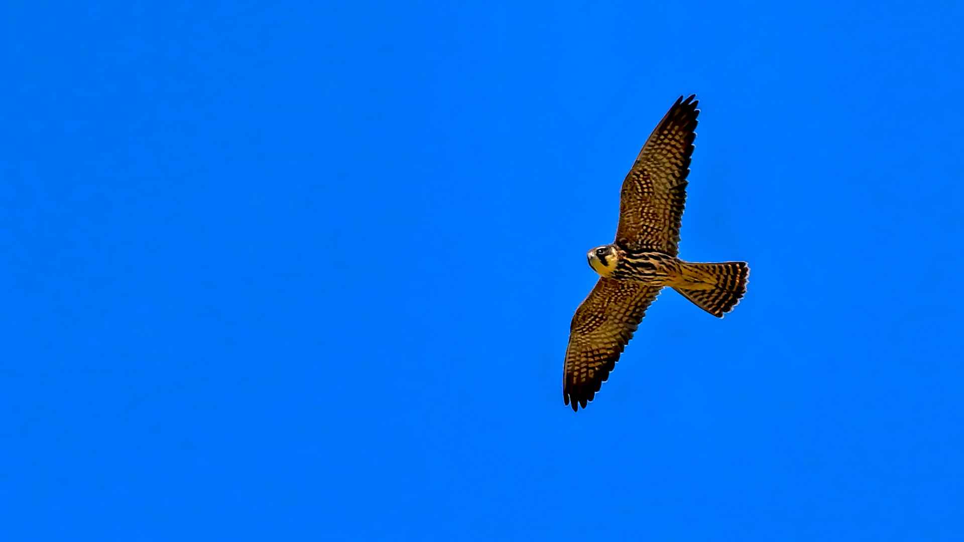 Eurasian Hobby