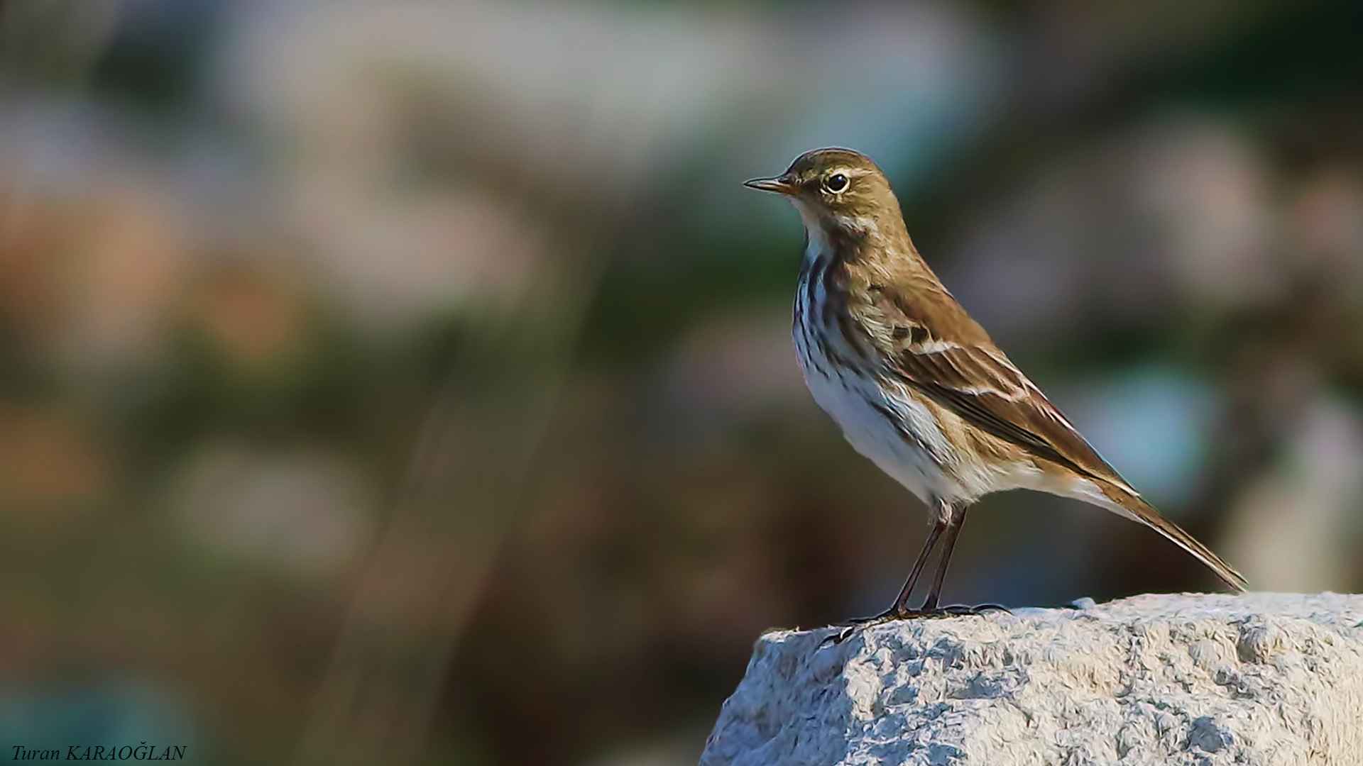 Meadow Pipit