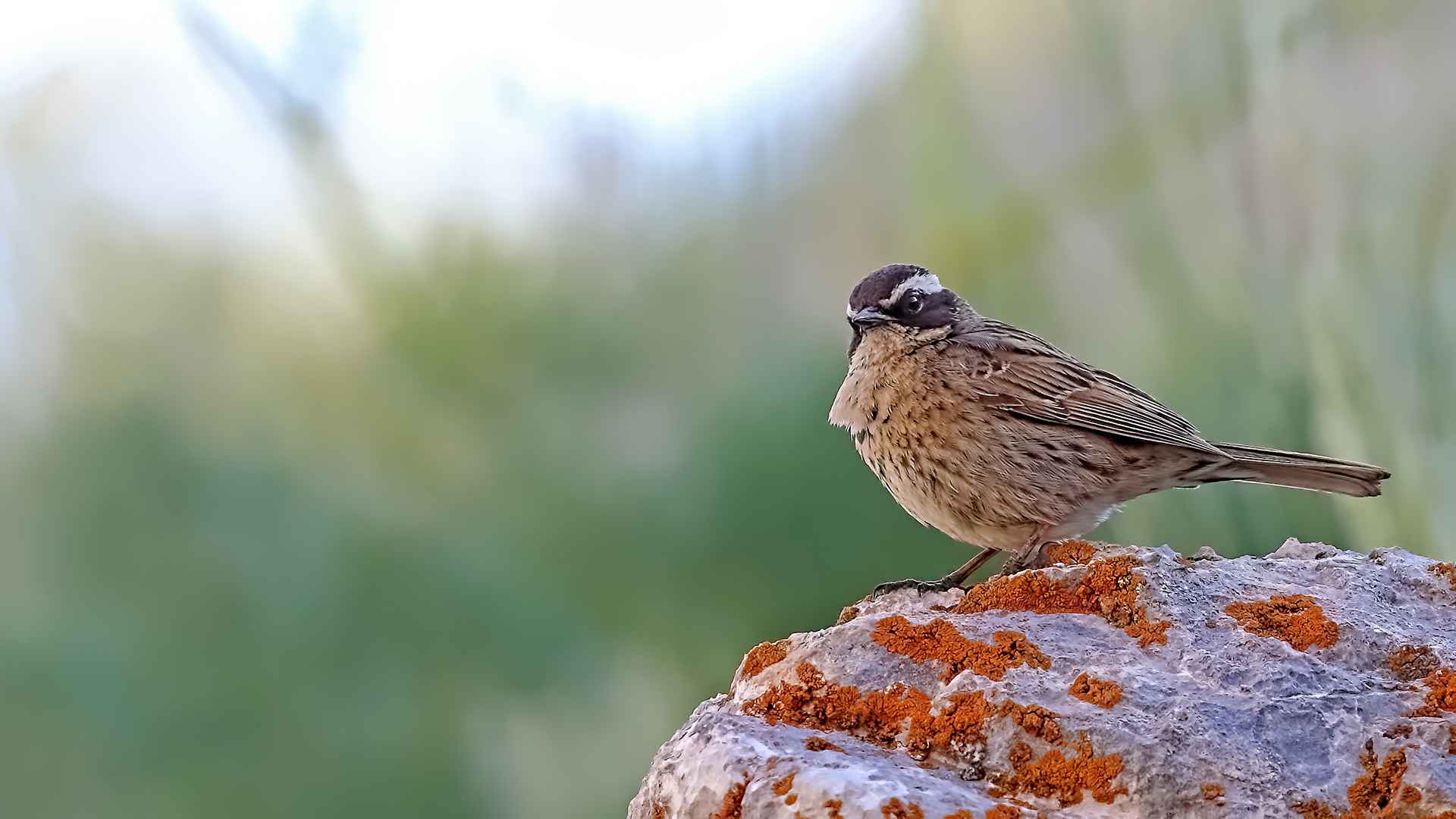 Radde's Accentor