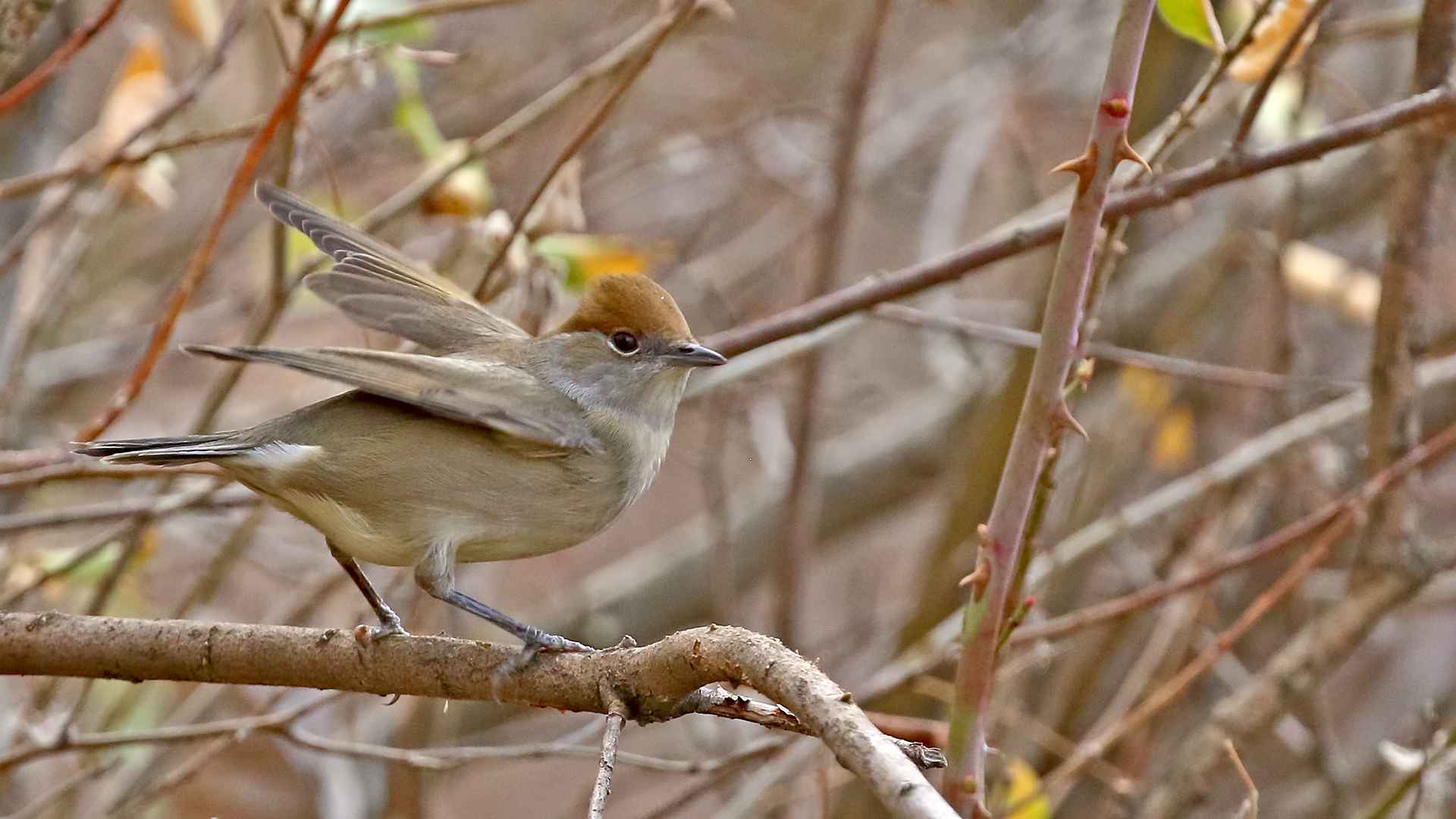 Eurasian Blackcap