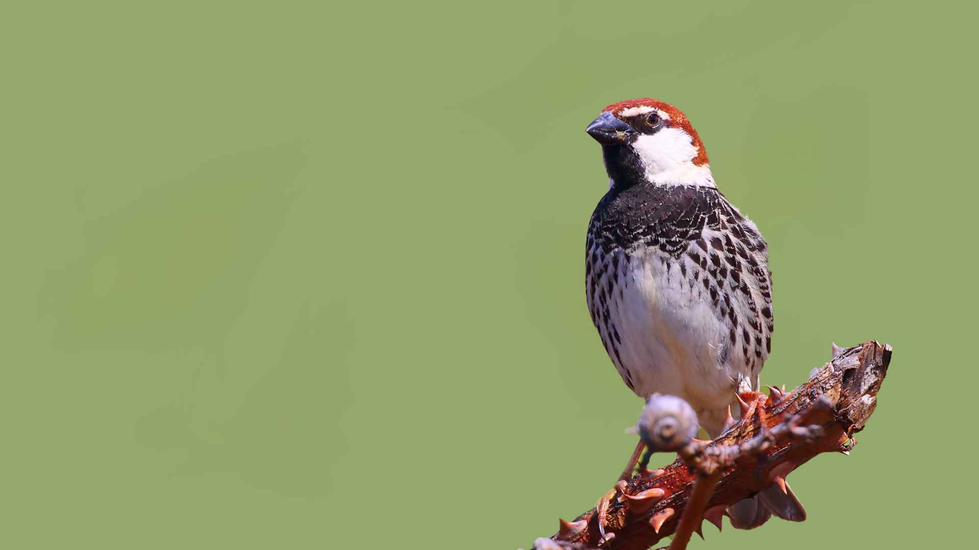 Spanish Sparrow