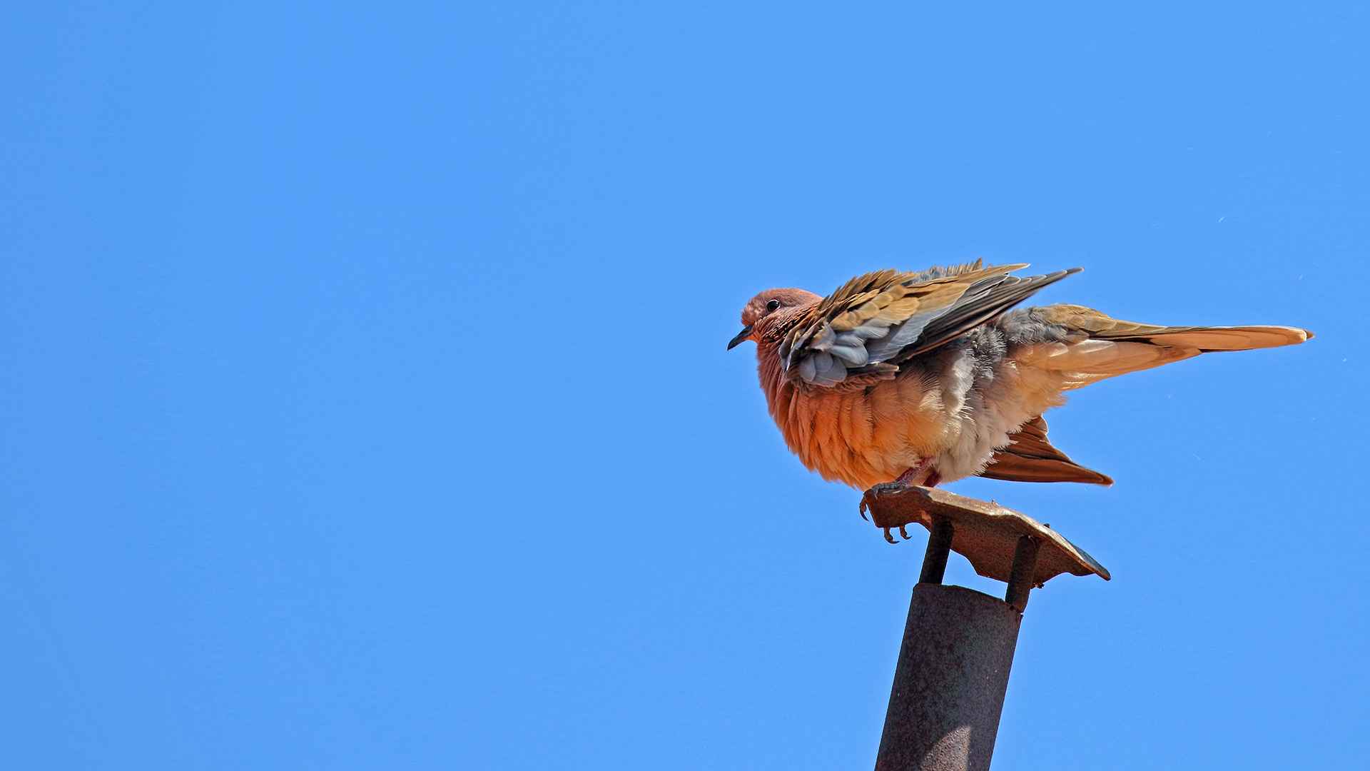 Laughing Dove