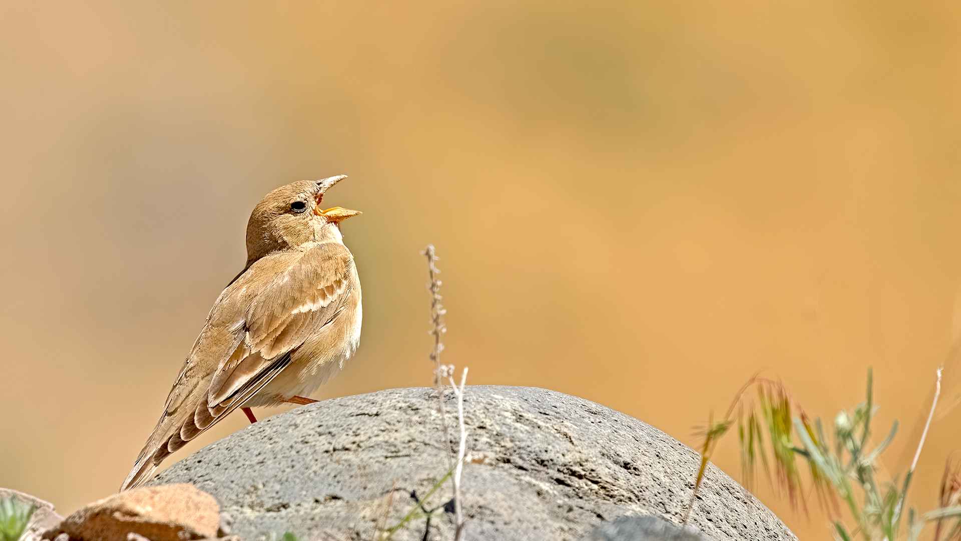 Pale Rockfinch