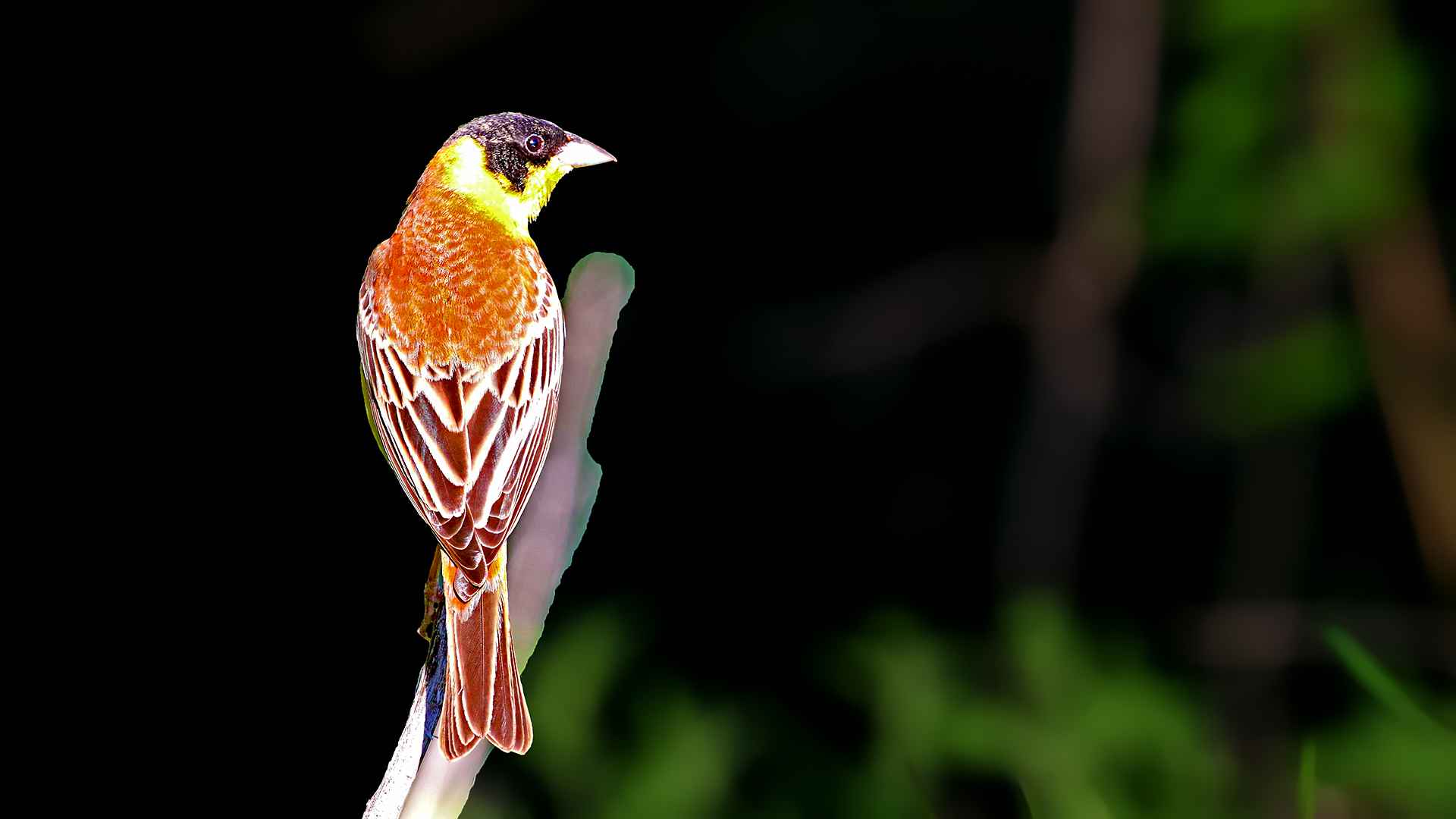 Black-headed Bunting