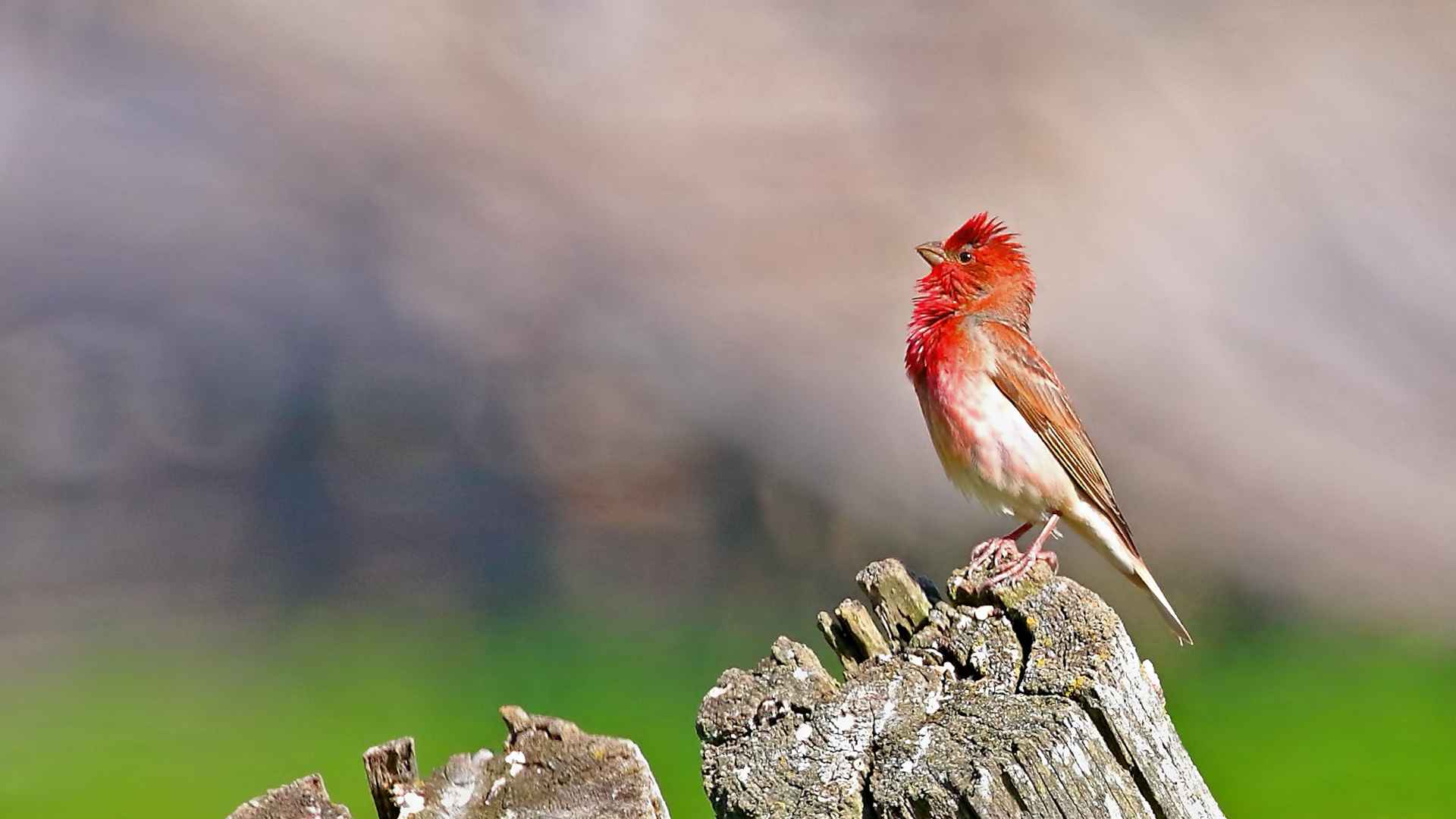 Çütre