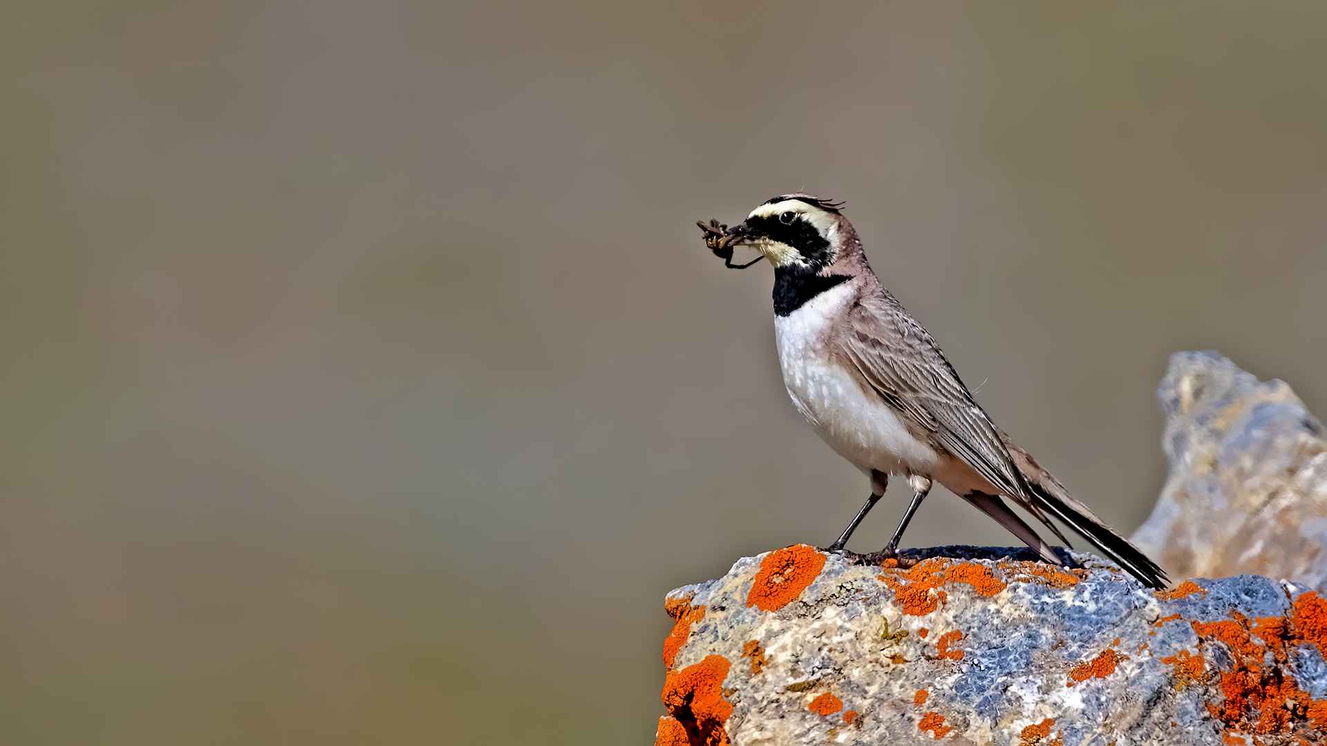 Horned Lark