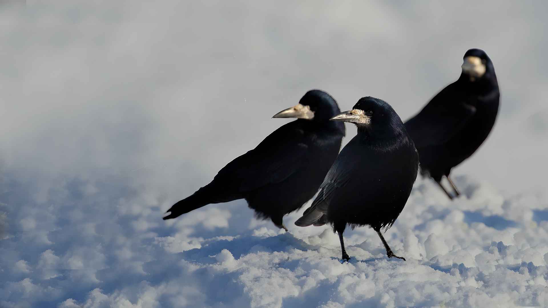 Rook