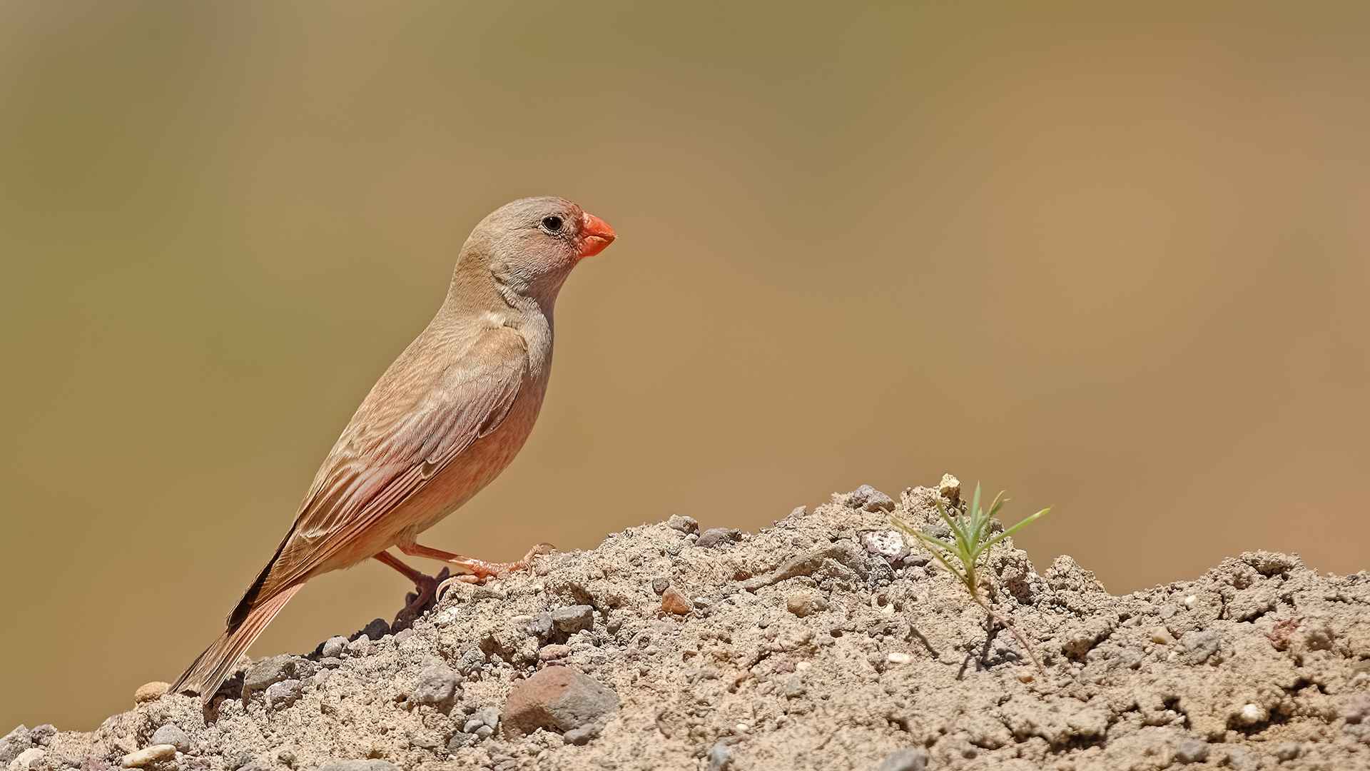 Trumpeter Finch