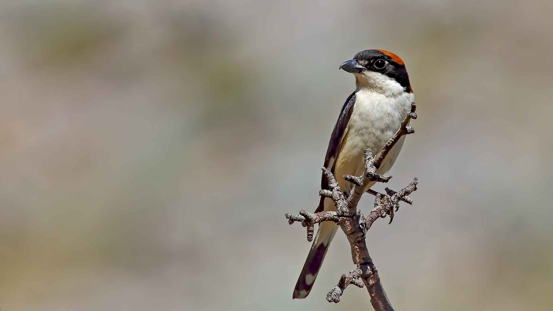 Woodchat Shrike