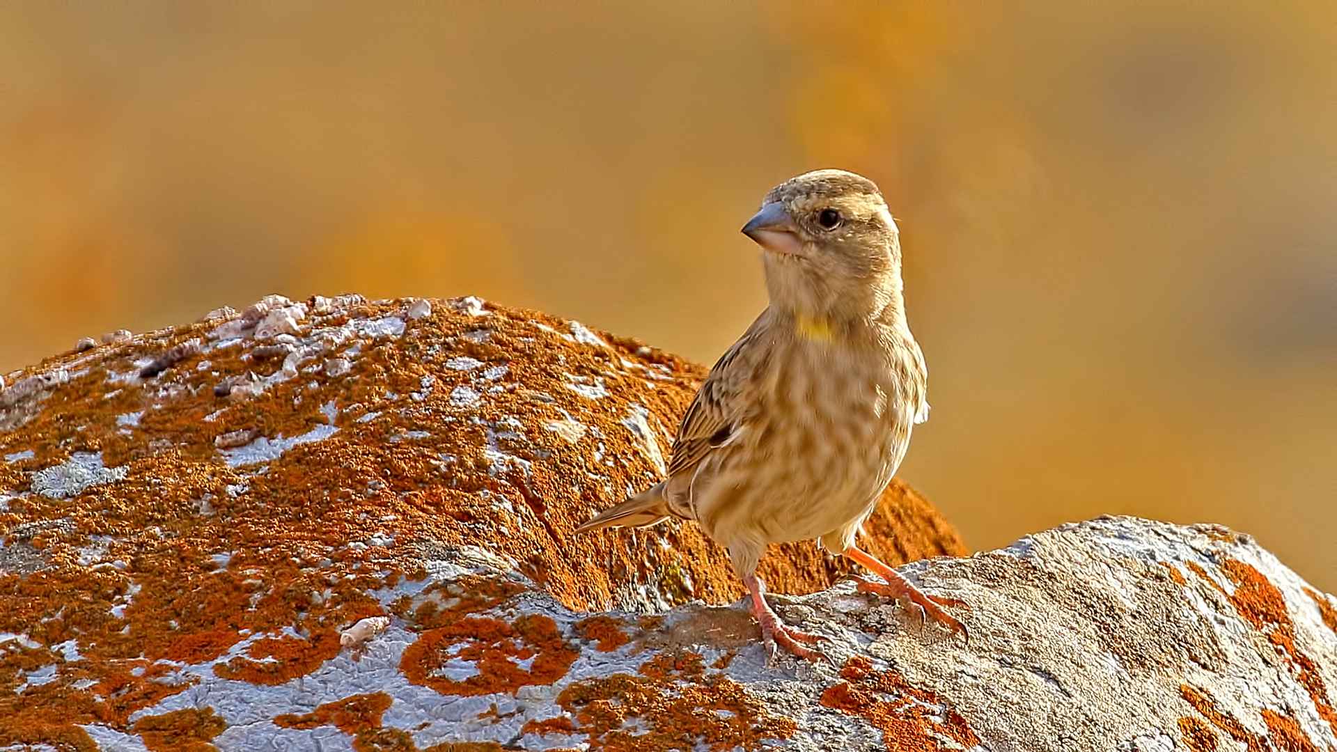 Rock Sparrow