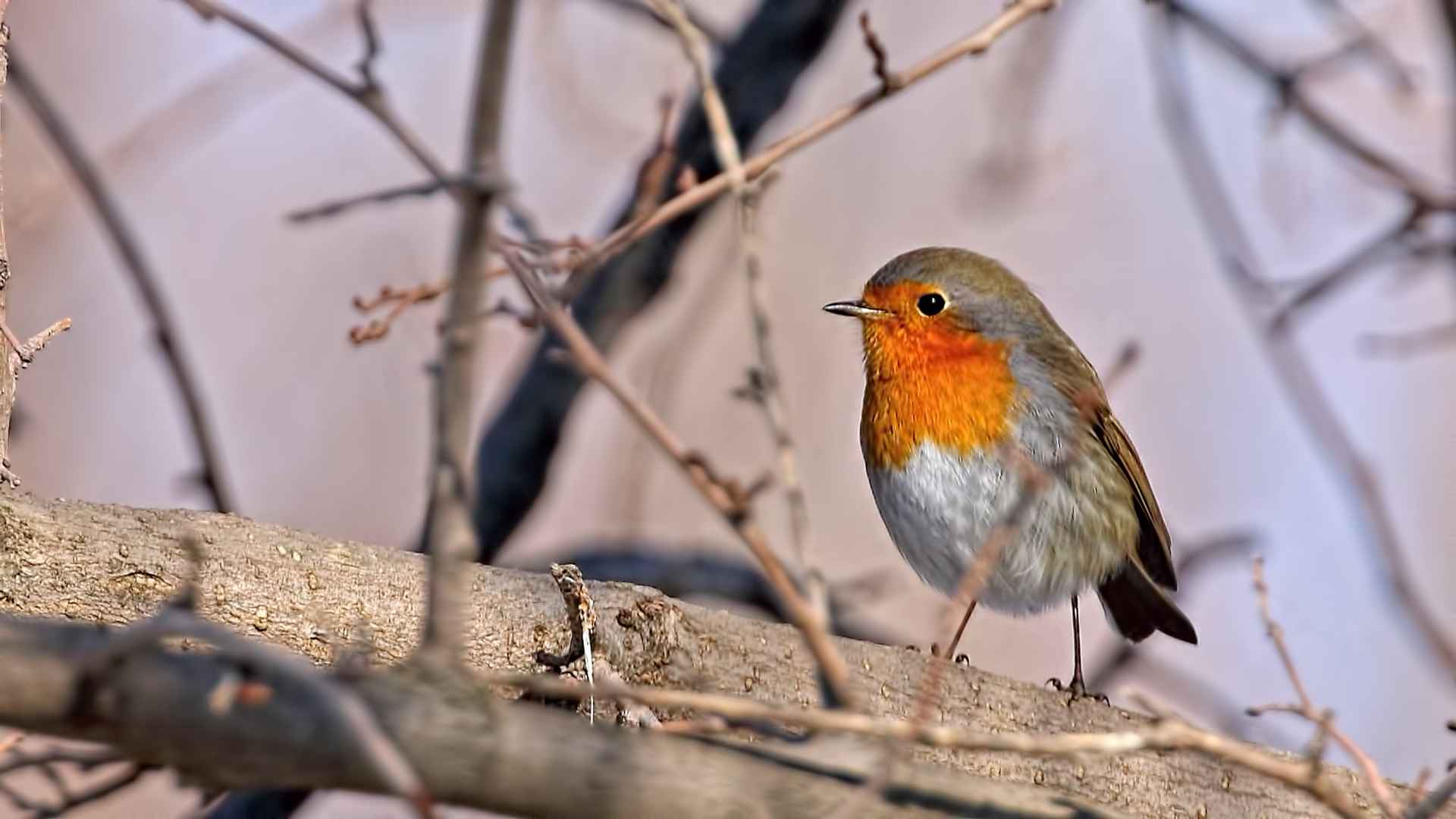European Robin