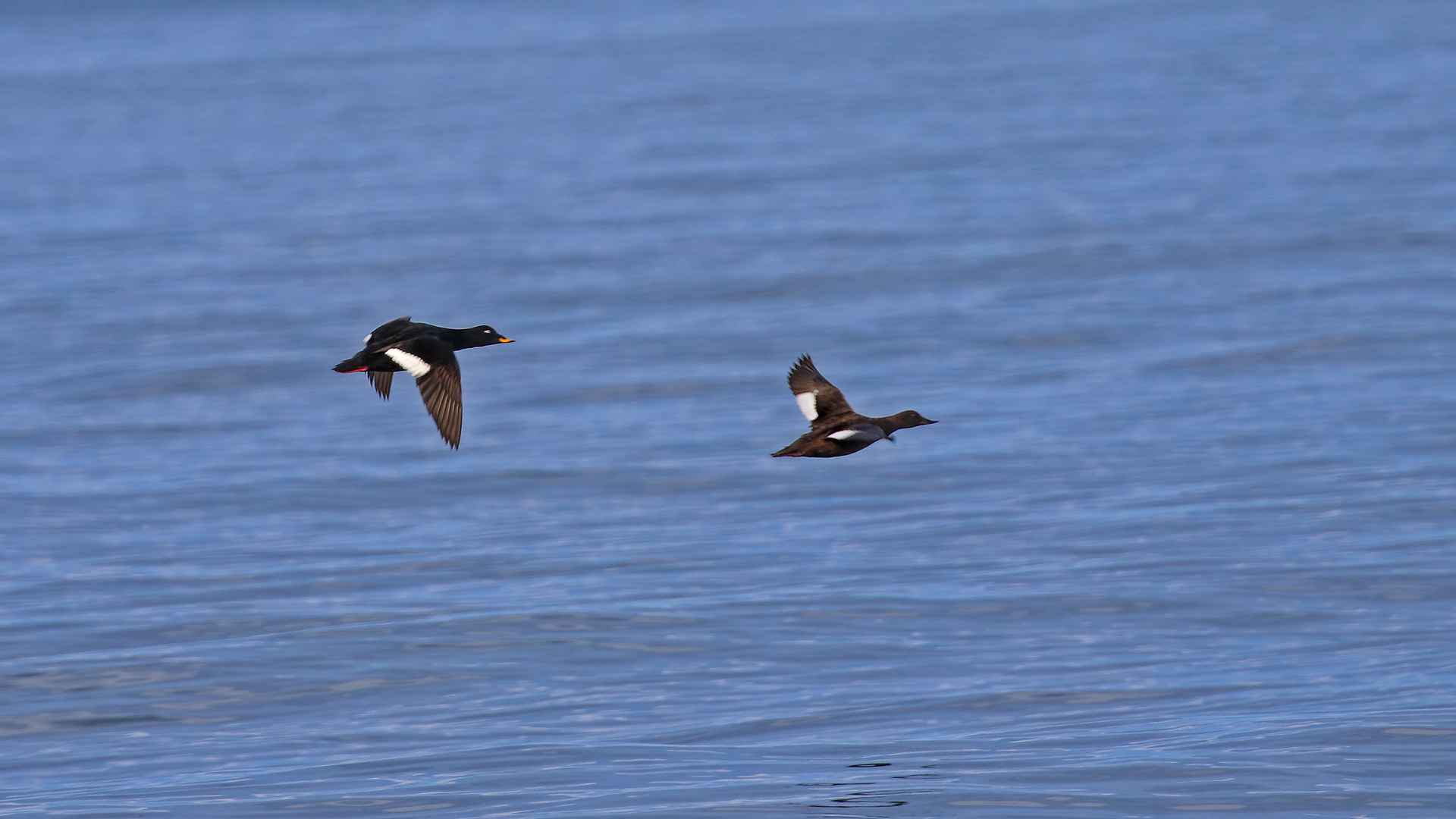 Velvet Scoter