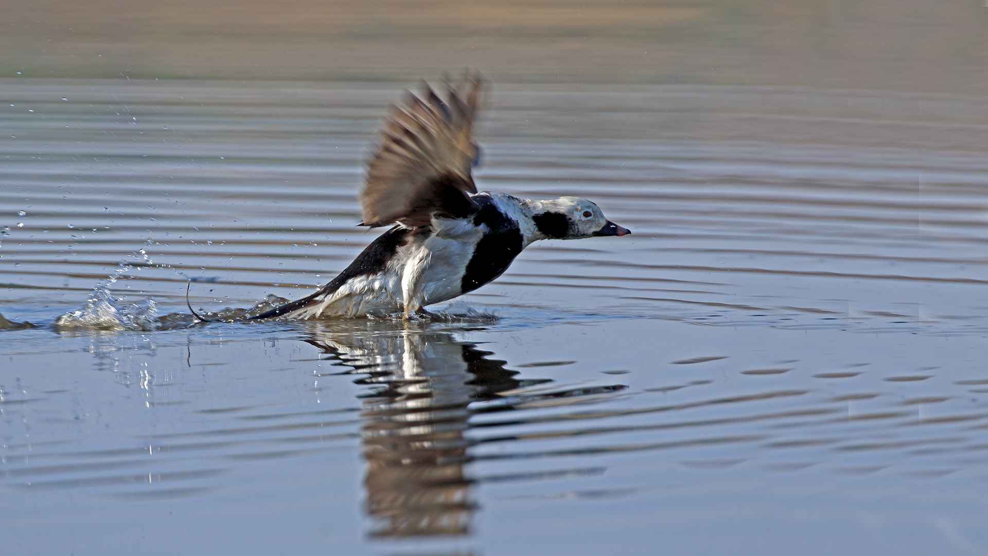 Long-tailed Duck